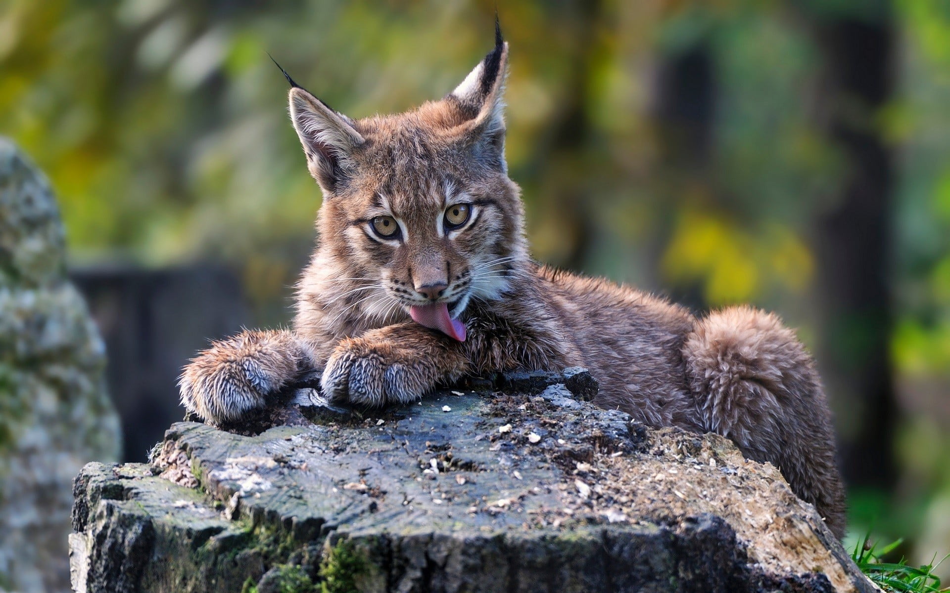 animals, animal, solid, cat, animals in the wild, portrait, tree, close-up, outdoors, whisker, day, focus on foreground, vertebrate, one animal, lynx, feline, HD Wallpaper