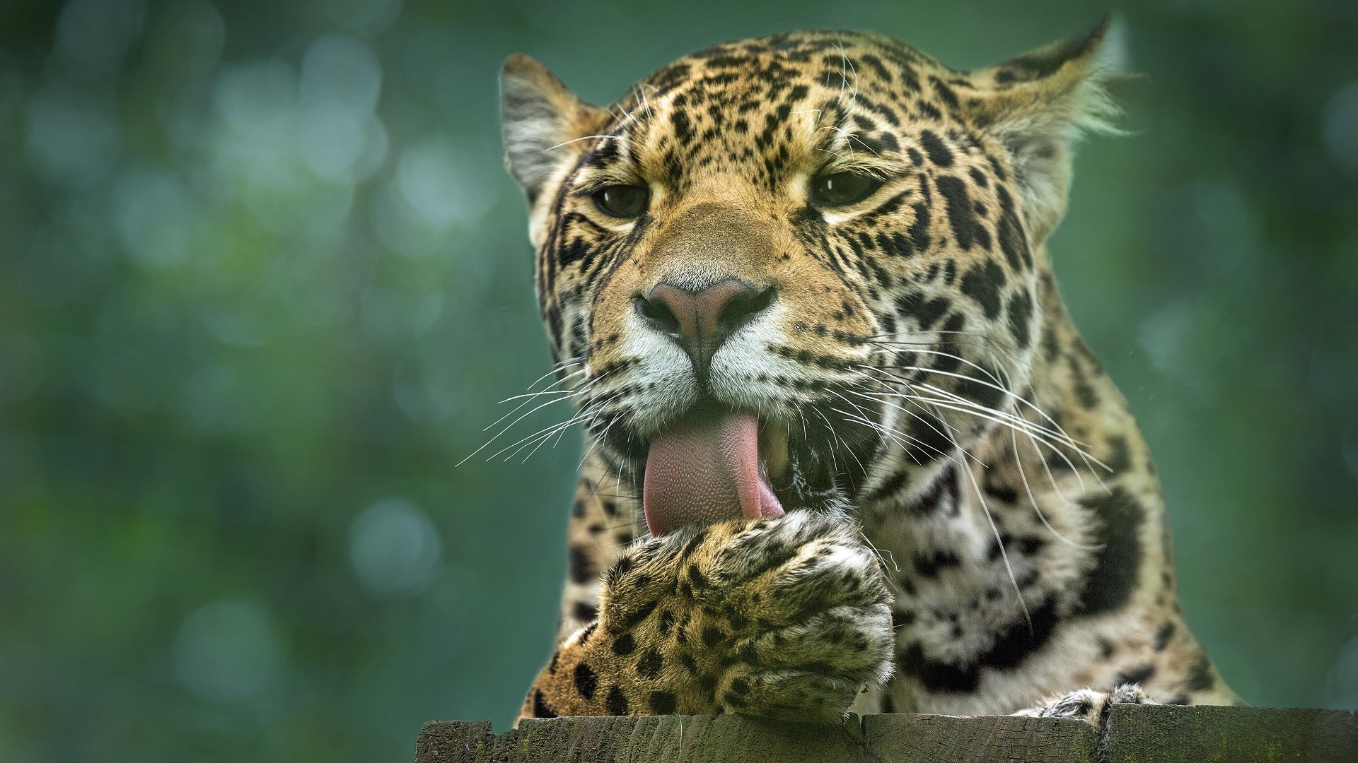 one animal, close-up, cat, whisker, vertebrate, animal tongue, animal markings, big cat, 1080P, nature, zoo, leopard, animal head, mammal, animals, animals in the wild, HD Wallpaper