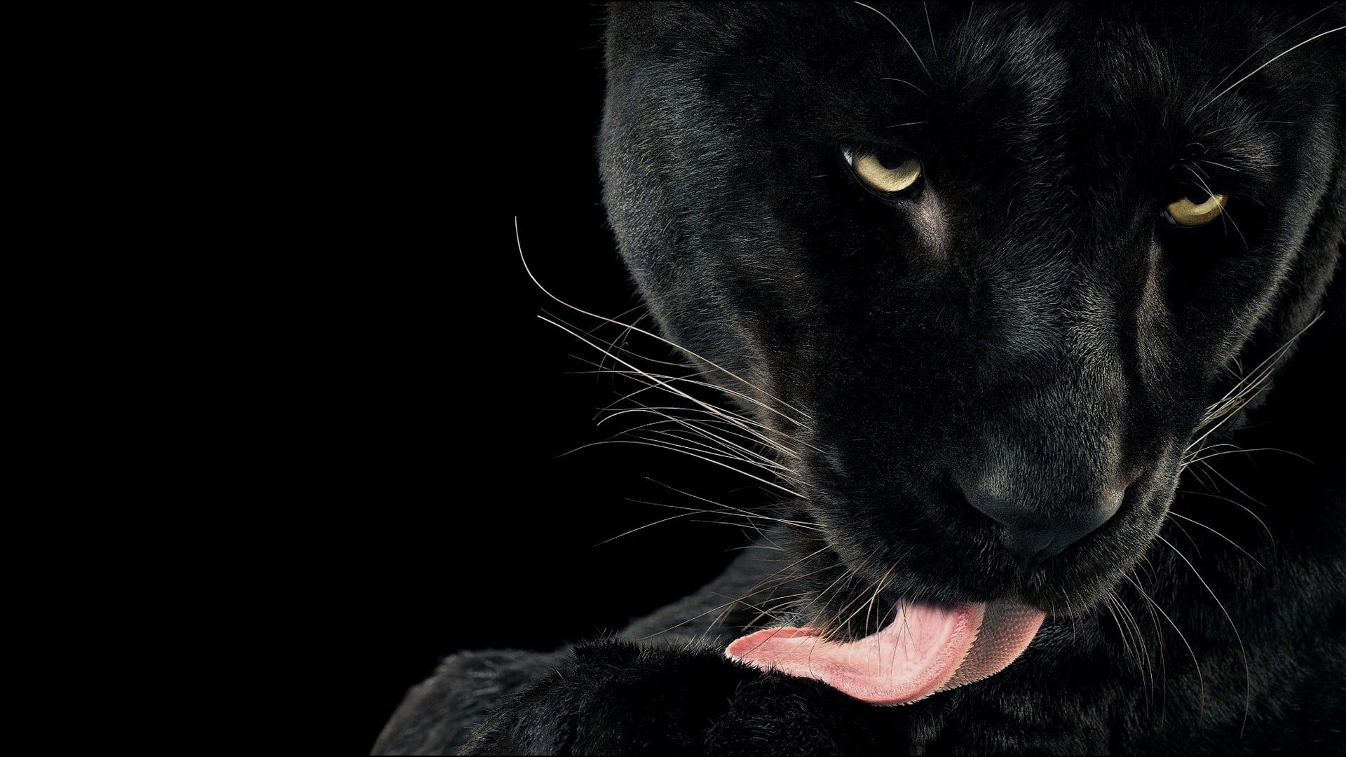 animals, 1080P, licking, black background, cats, panthers, HD Wallpaper