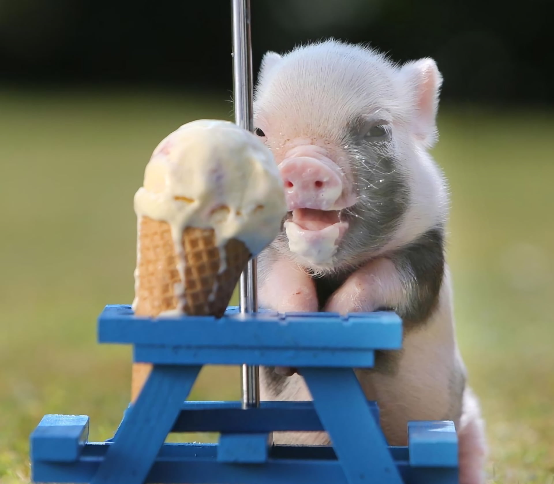 eating, domestic animals, 1080P, dairy product, food and drink, focus on foreground, licking, food, mammal, Pig, sweet food, Baby Animal, temptation, close-up, HD Wallpaper