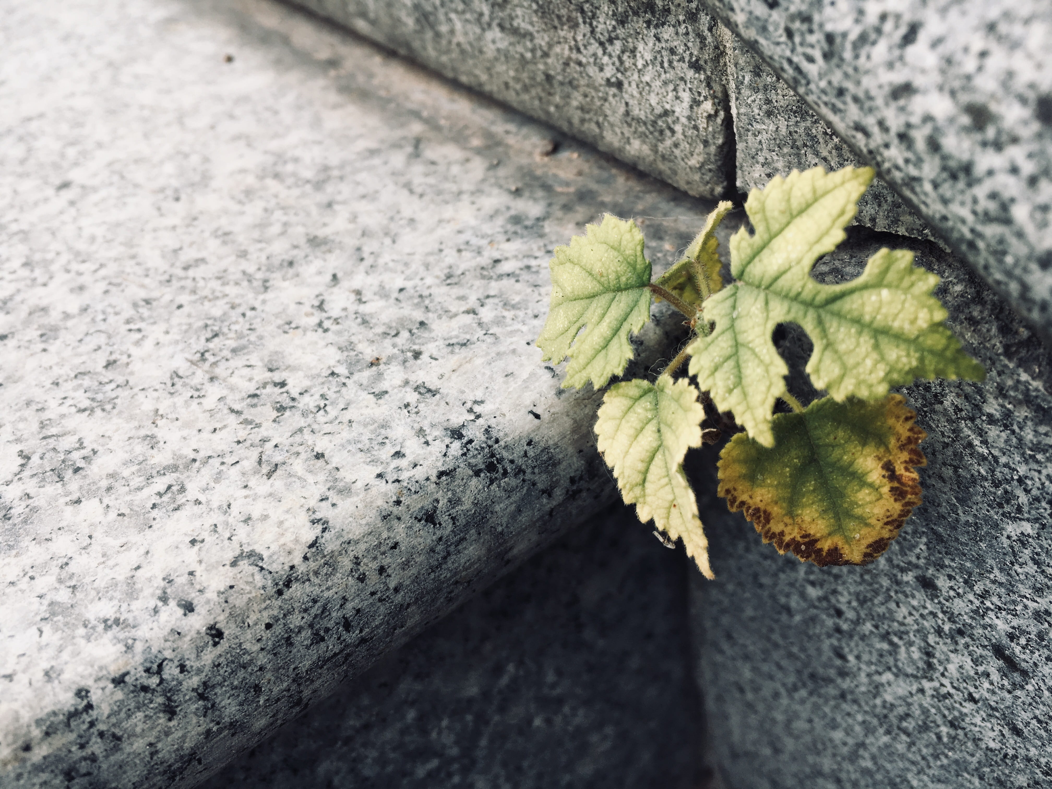 textured, growth, plant part, plant, background, 4K, struggle, wall - building feature, no people, beauty in nature, built structure, high angle view, HD Wallpaper