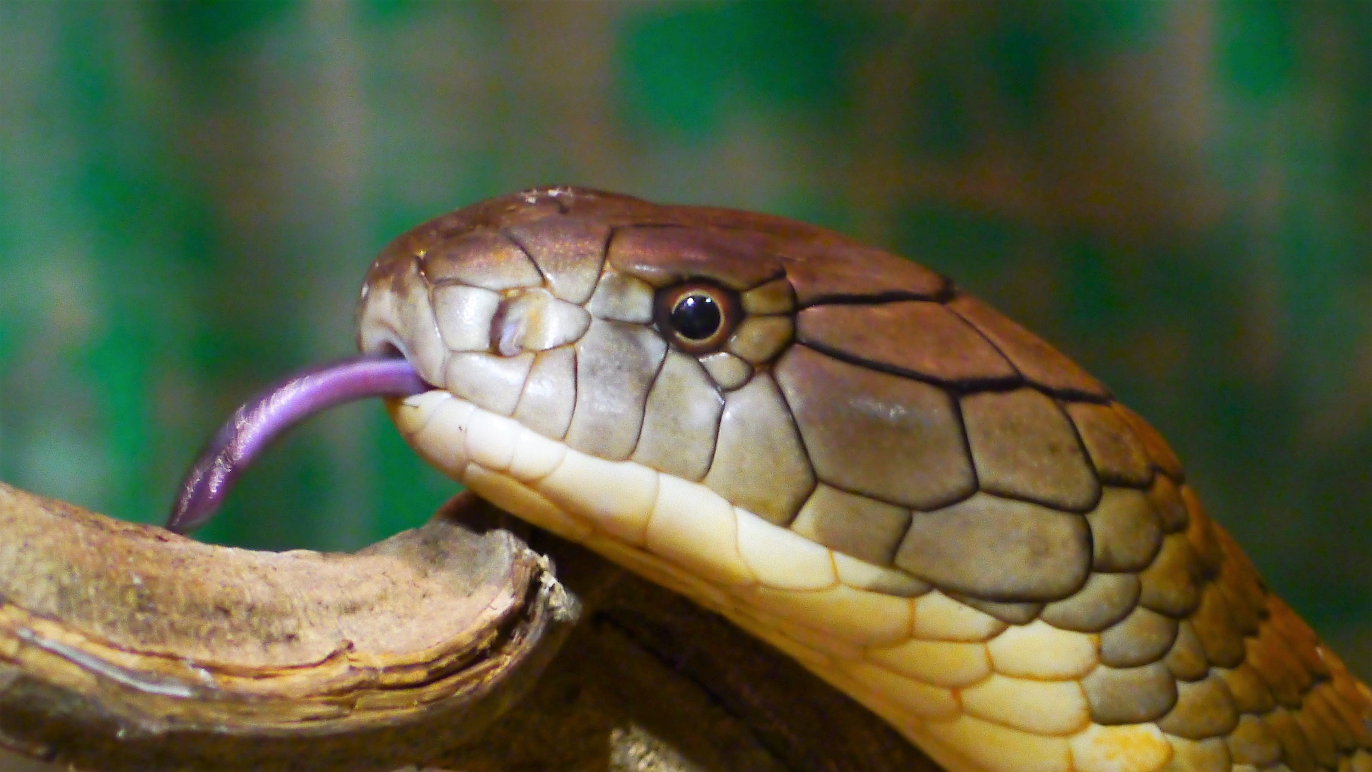 Yellow, no people, venomous snake, focus on foreground, animal mouth, animal themes, underwater, zoo, King Cobra, marine, Cobra, 4K, animal, animal scale, HD Wallpaper