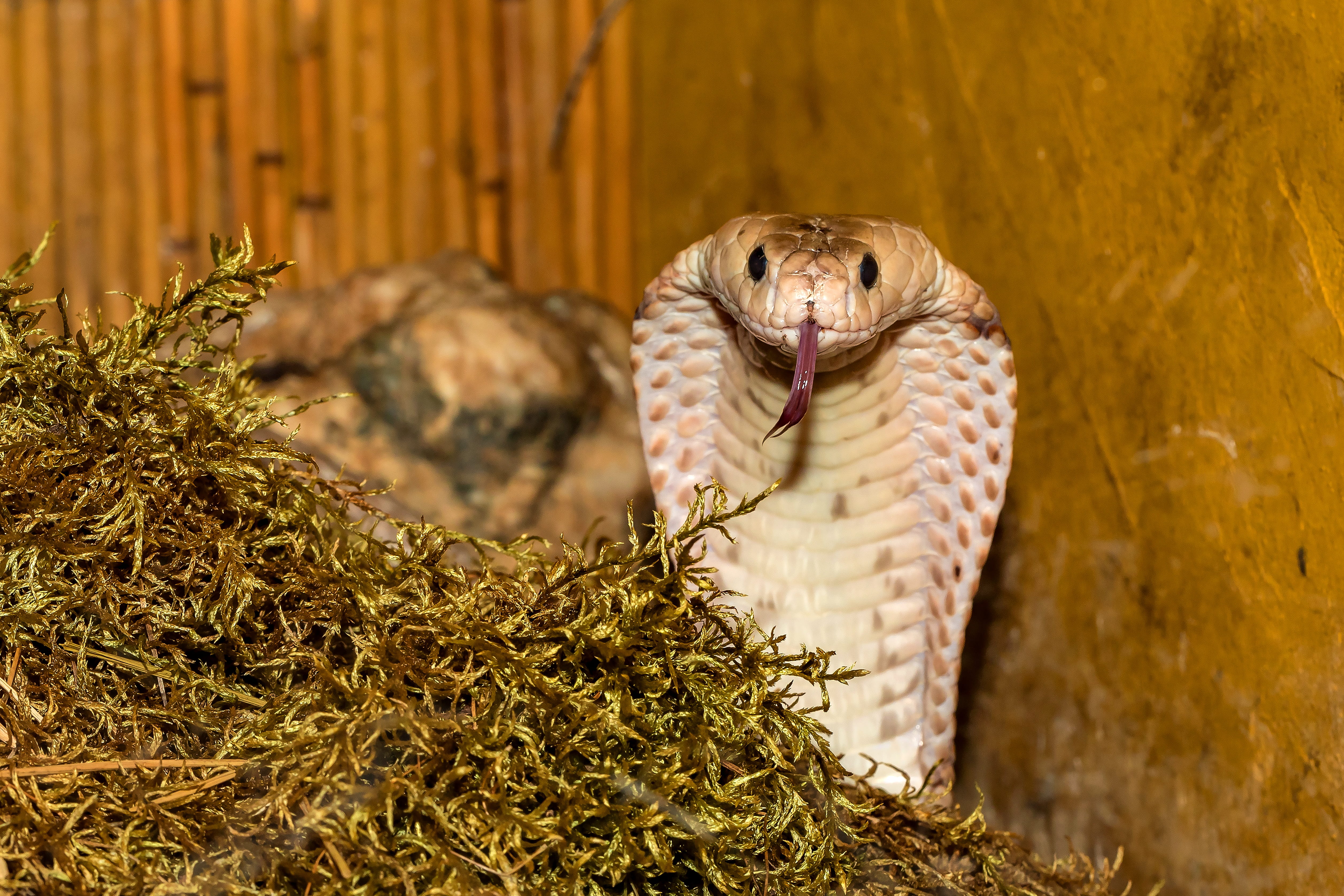 owl, animal nest, cobra, plant, close-up, focus on foreground, animal wildlife, animal, day, mouth open, close up, animal themes, 4K, one animal, toxic, HD Wallpaper