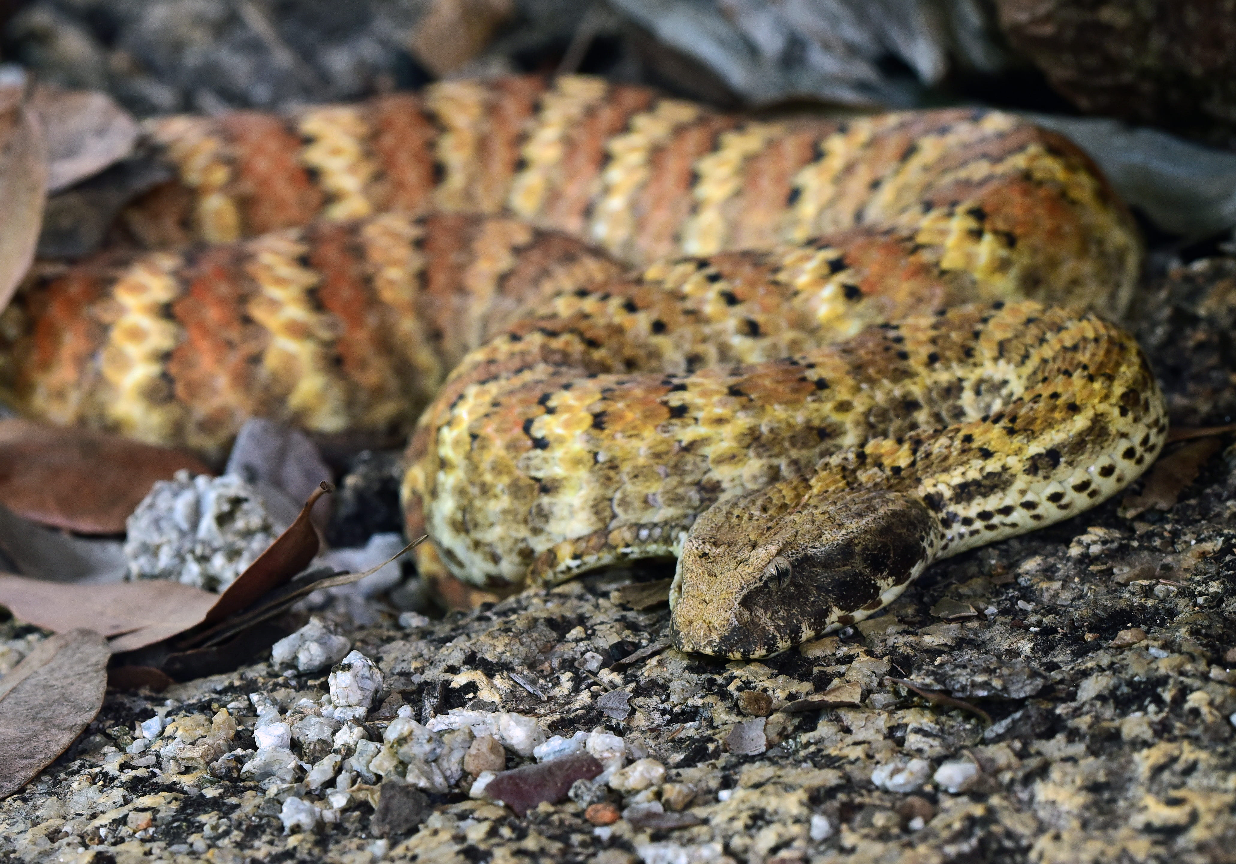 rock - object, rock, reptile, animal scale, hartleys crocodile adventures, australia, dangerous, one animal, land, animal, venomous, animal wildlife, wangetti, HD Wallpaper