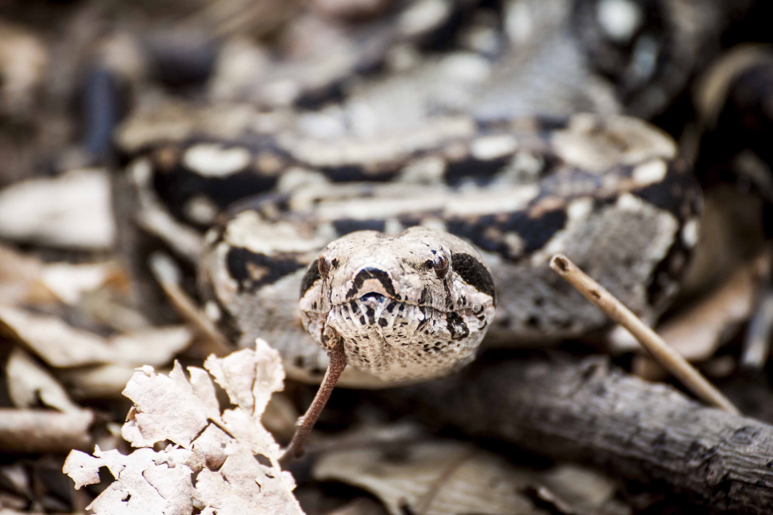 pattern, animal, snake, 2K, dangerous, gray, nature, venomous, plant, danger, wildlife, boa constrictor, rattlesnake, portrait, animal body part, tree, HD Wallpaper