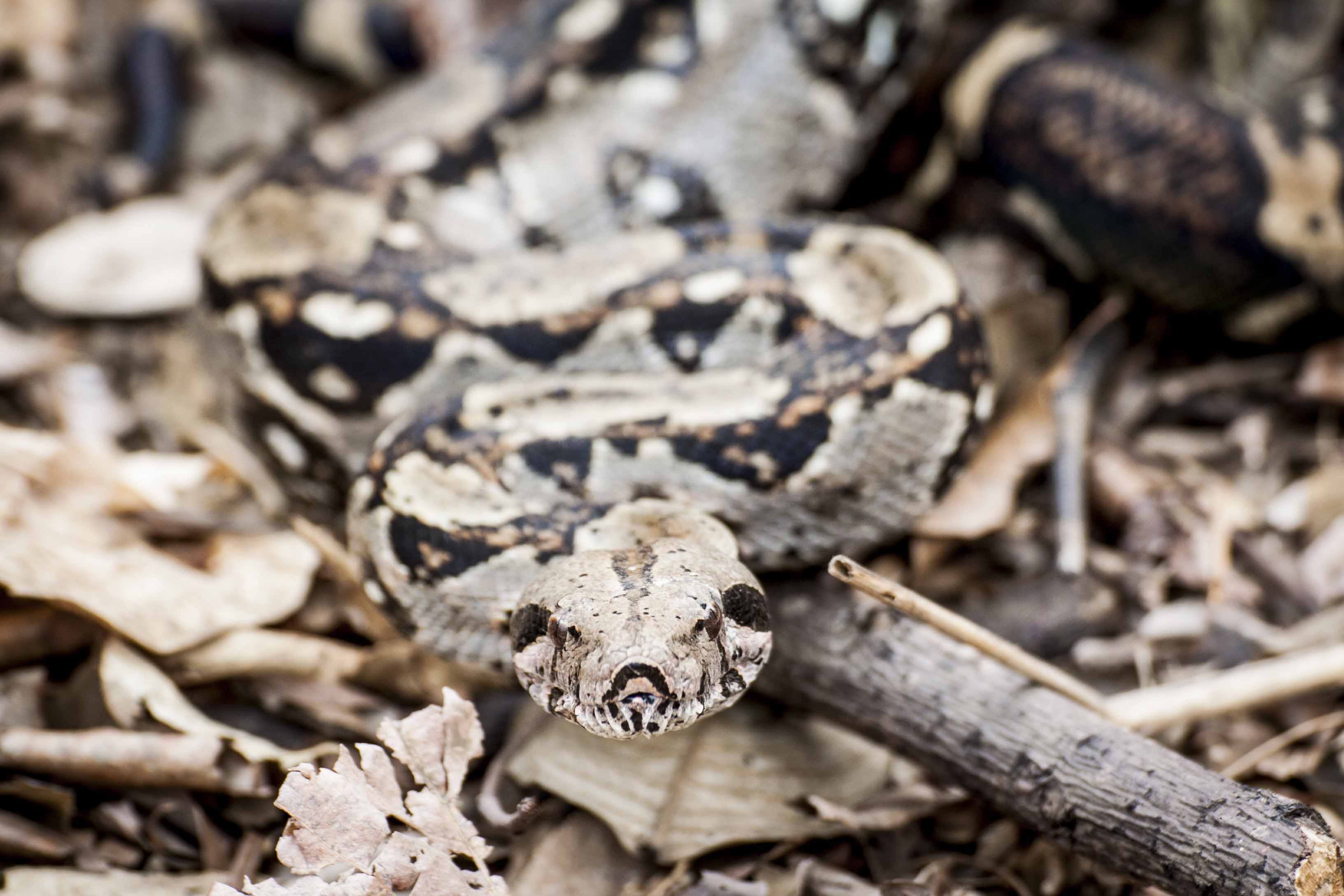 animals in the wild, ground, venomous, animal wildlife, jungle, day, wildlife, reptile, species, toxic, danger, forest, dry, dangerous, tree, python, outdoors, HD Wallpaper