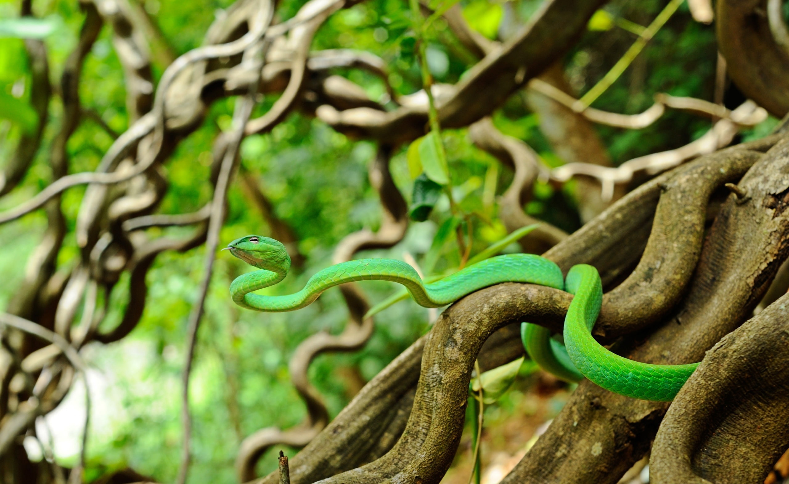 serpents, strangling, tangled, vinesnake, animal scale, focus on foreground, strangle, Vine, vertebrate, reptile, venomous, Asian, no people, Thailand, HD Wallpaper