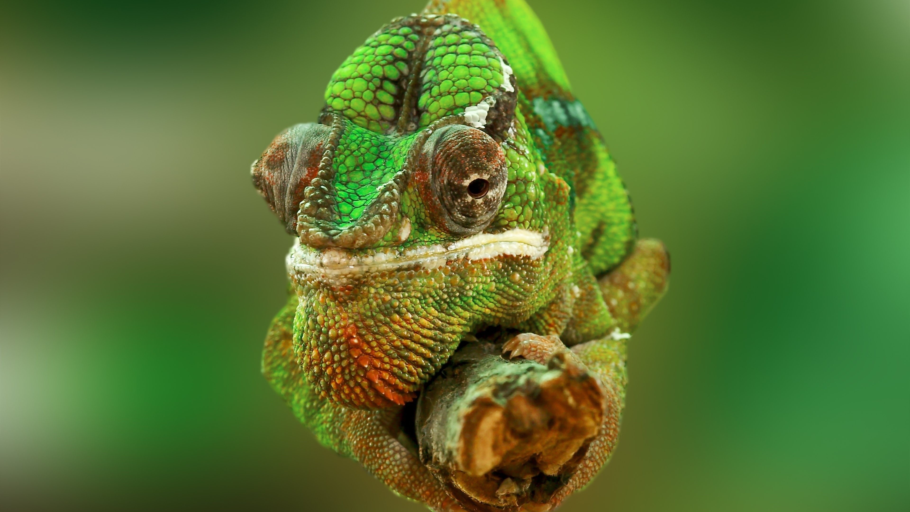 4K, reptiles, animals, chameleons, HD Wallpaper