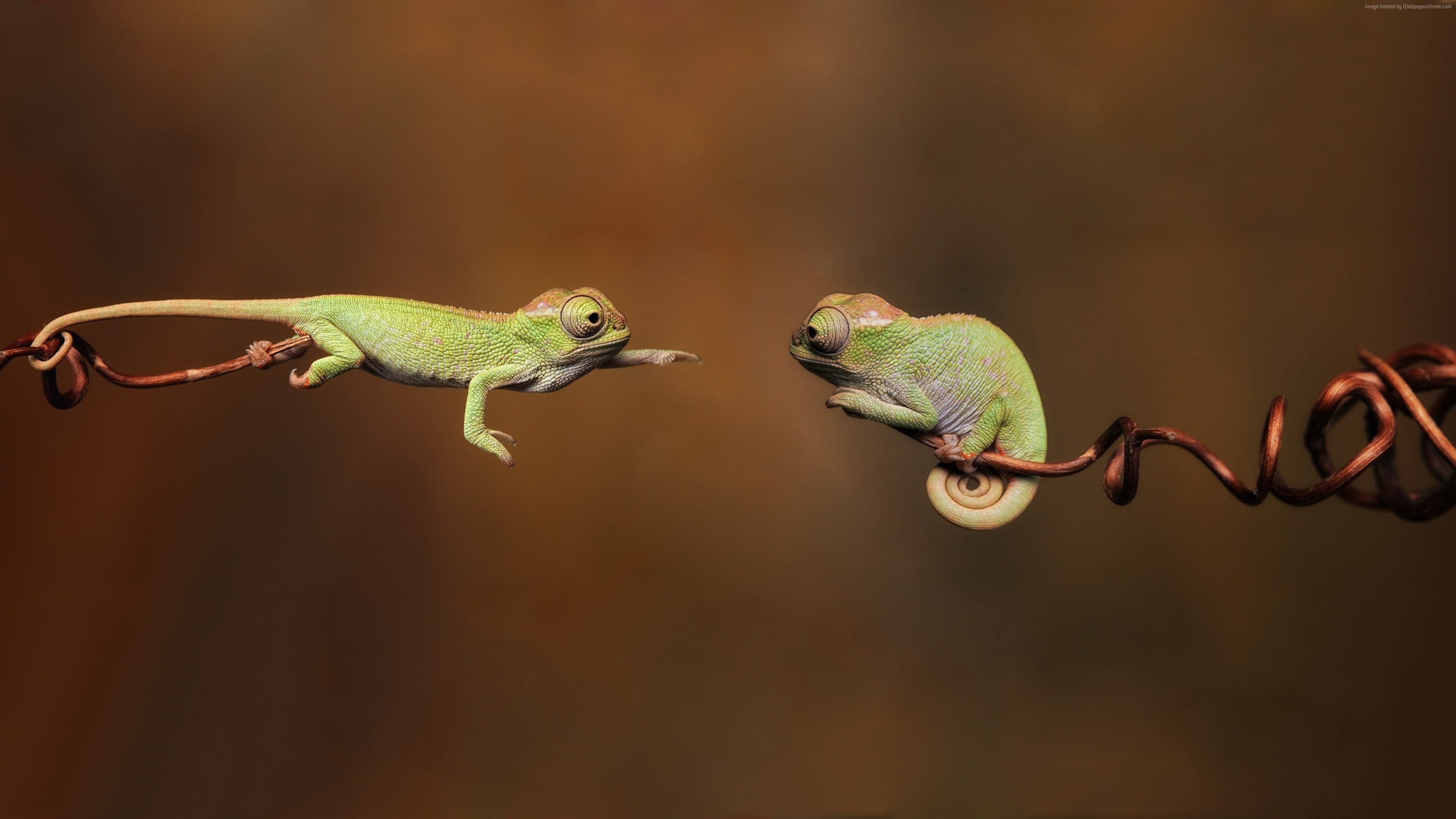 4K, 4k, chameleon, HD Wallpaper