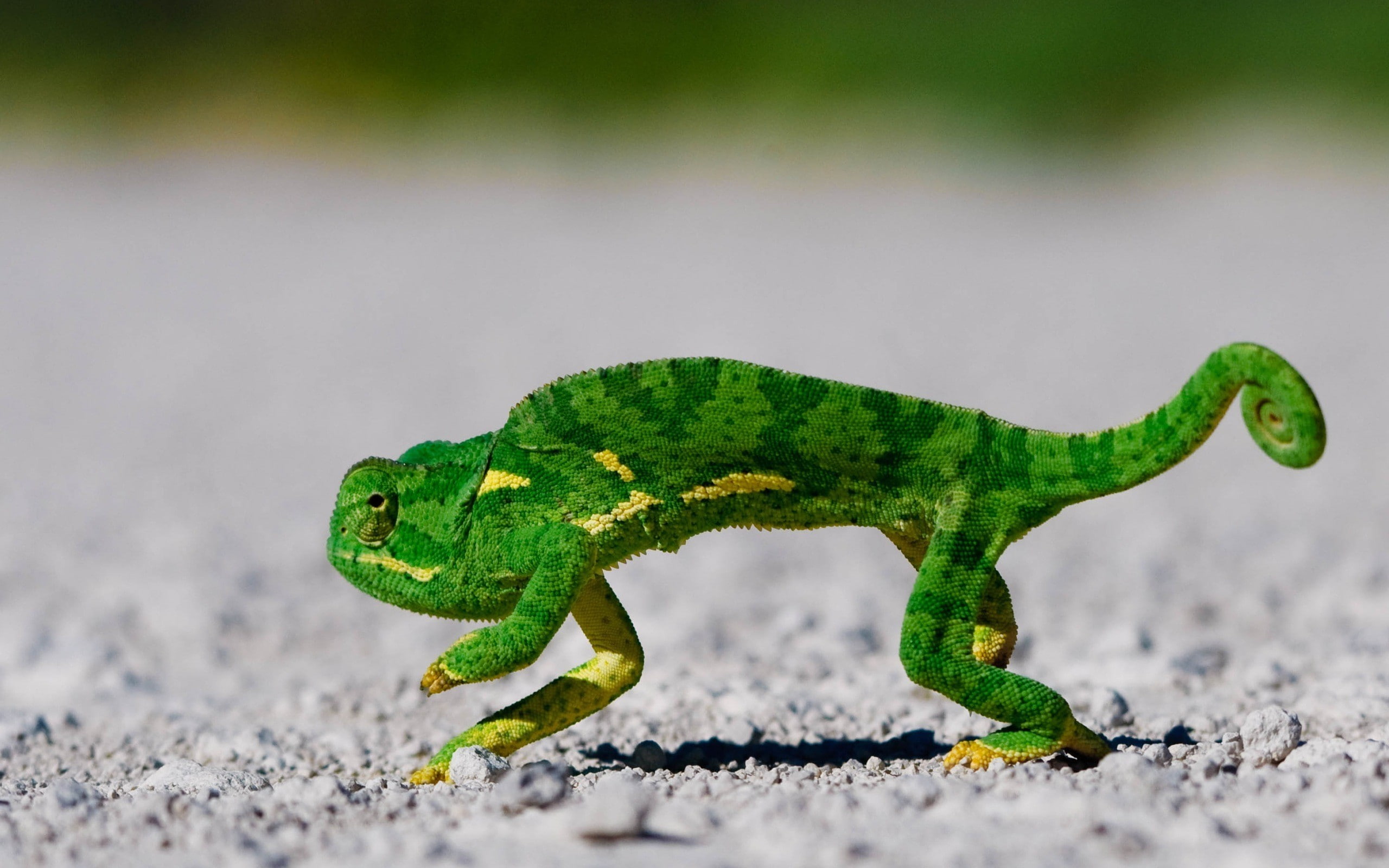 animals, ground, reptiles, 2K, lizards, chameleons, HD Wallpaper