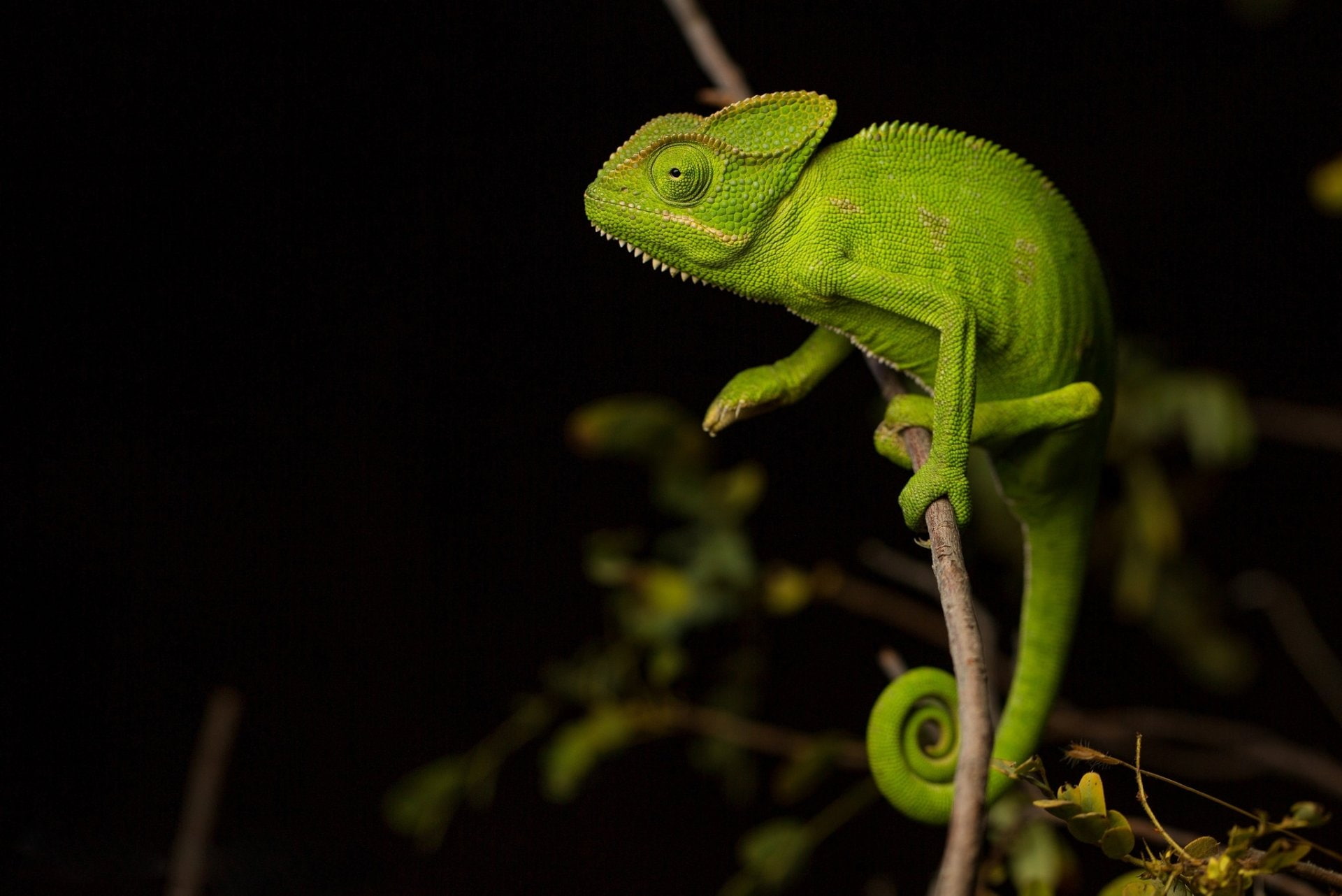 Reptiles, Lizard, Chameleon, Wildlife, 1080P, HD Wallpaper