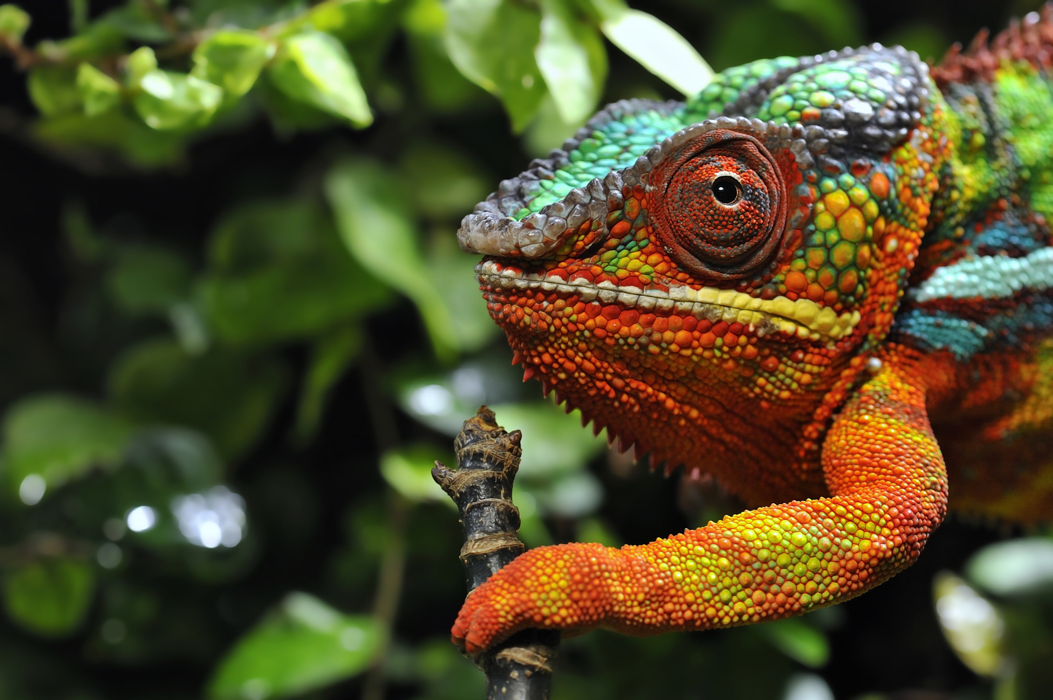 close-up, 2K, chameleon, knot, colorful, HD Wallpaper