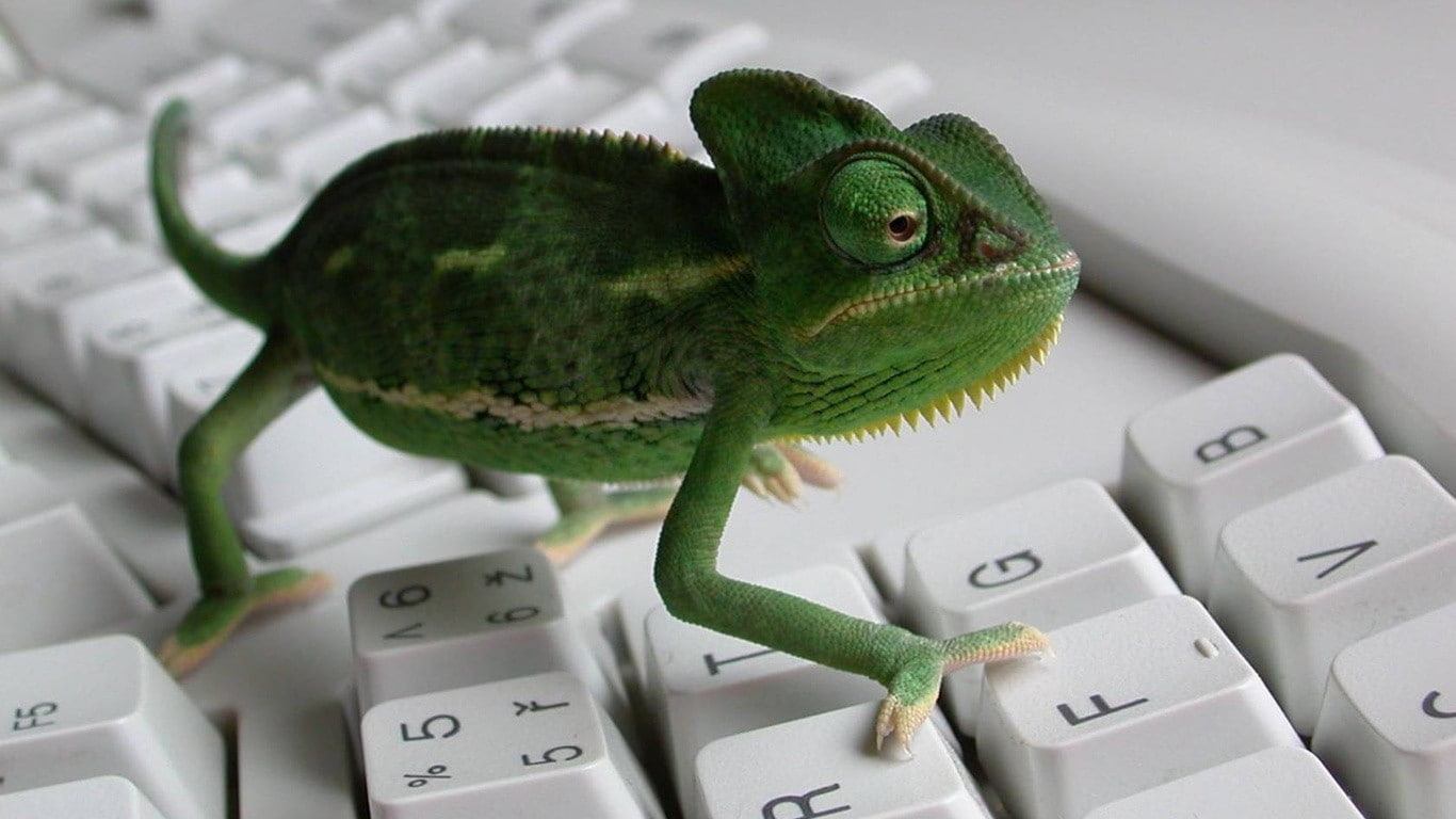 animals, keyboard, hd, 720P, lizard, chameleon, HD Wallpaper
