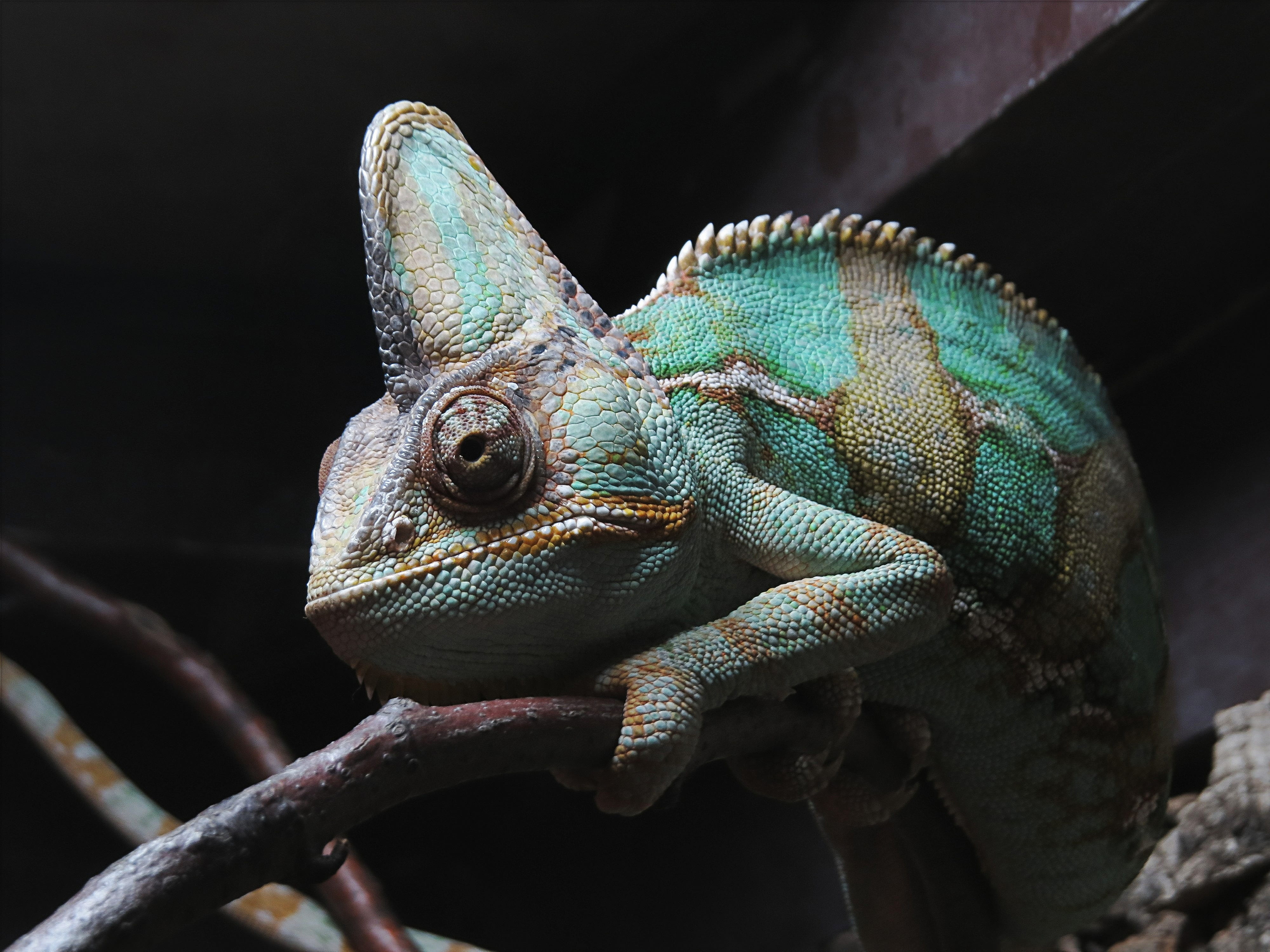 lizard, animals in the wild, 4K, tree, animal head, animal, animal themes, animals in captivity, the lizard, no people, night, eye, zoo, close-up, vertebrate, HD Wallpaper