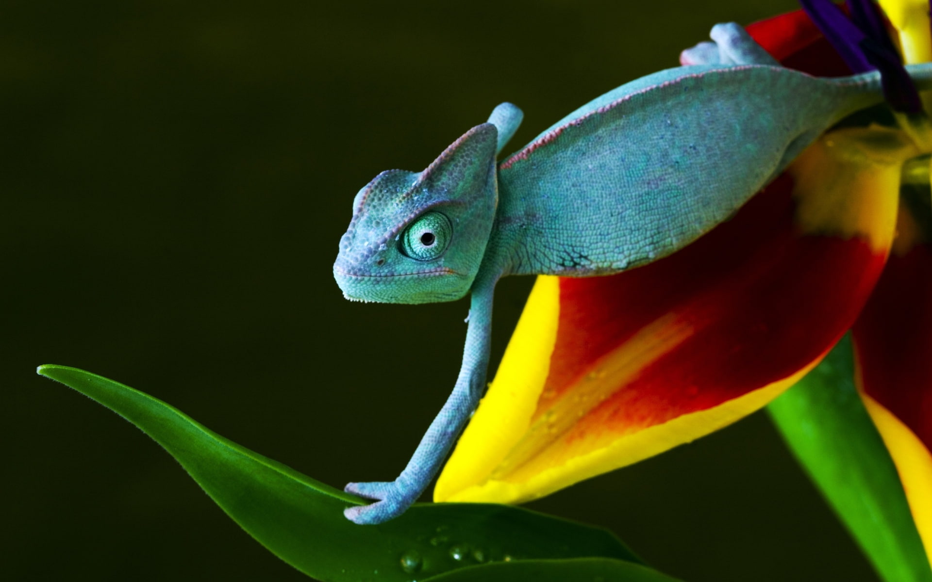 chameleon, animals, 1080P, hd, lizard, HD Wallpaper