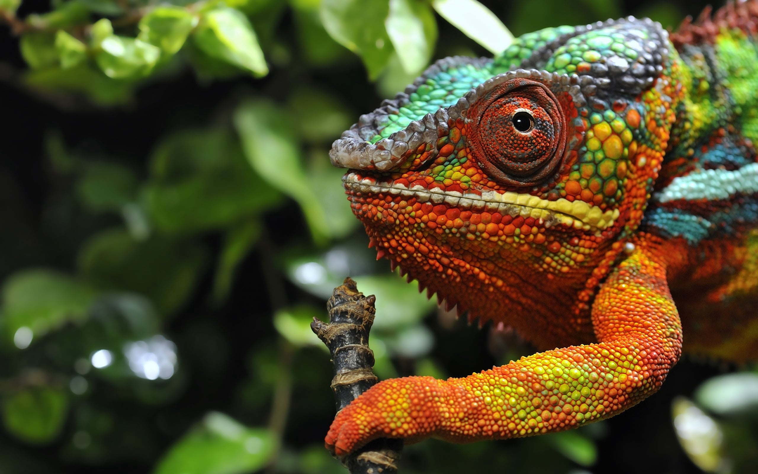 animal wildlife, color, animal themes, looking, nature, lizard, eyes, day, camouflage, outdoors, madagascar, 2K, pets, macro, close-up, animals And Pets, HD Wallpaper