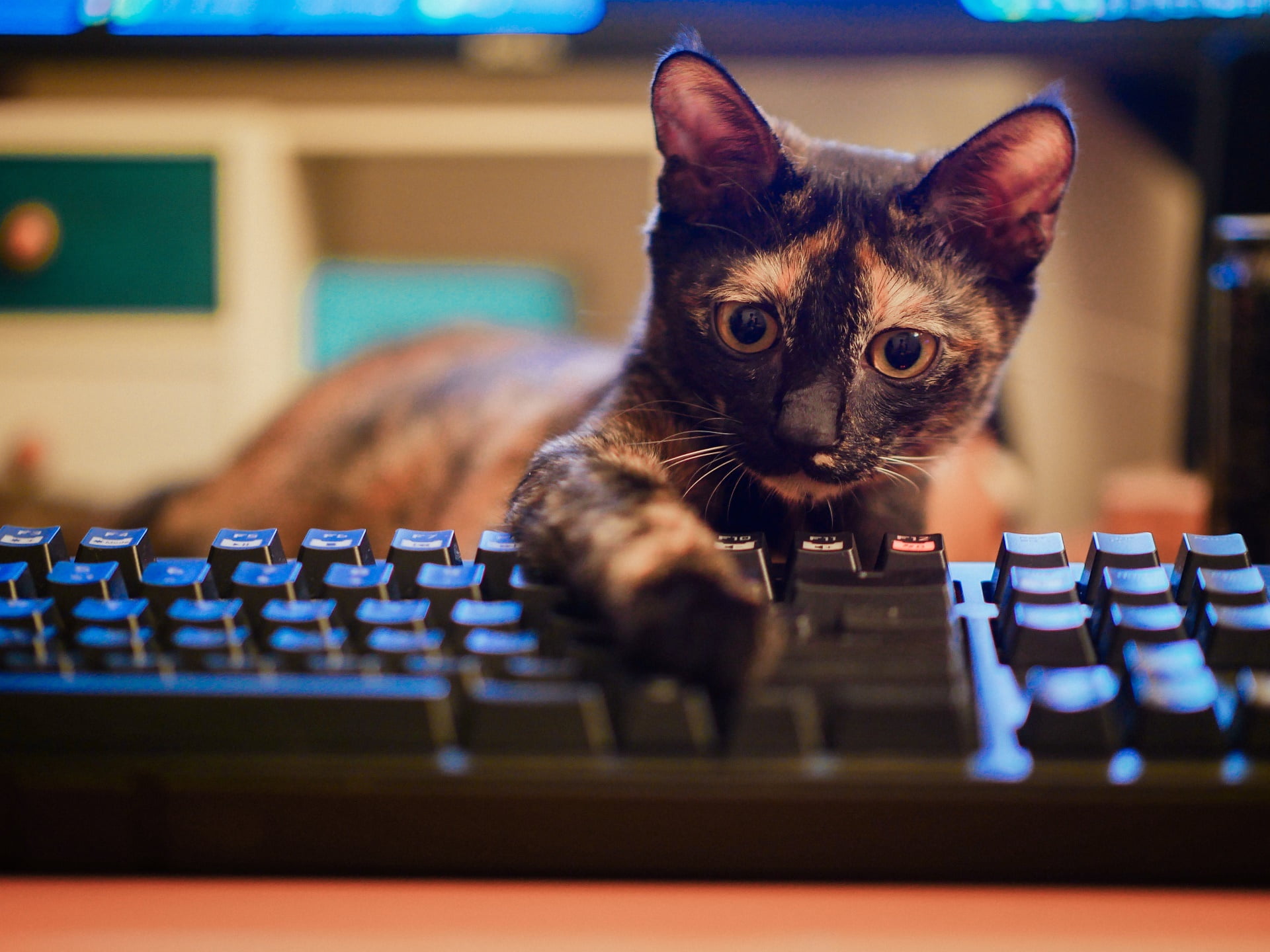 mammal, keyboards, cat, indoors, tortoiseshell, young animal, one animal, domestic animals, feline, pets, no people, animals, close-up, 1080P, domestic, HD Wallpaper