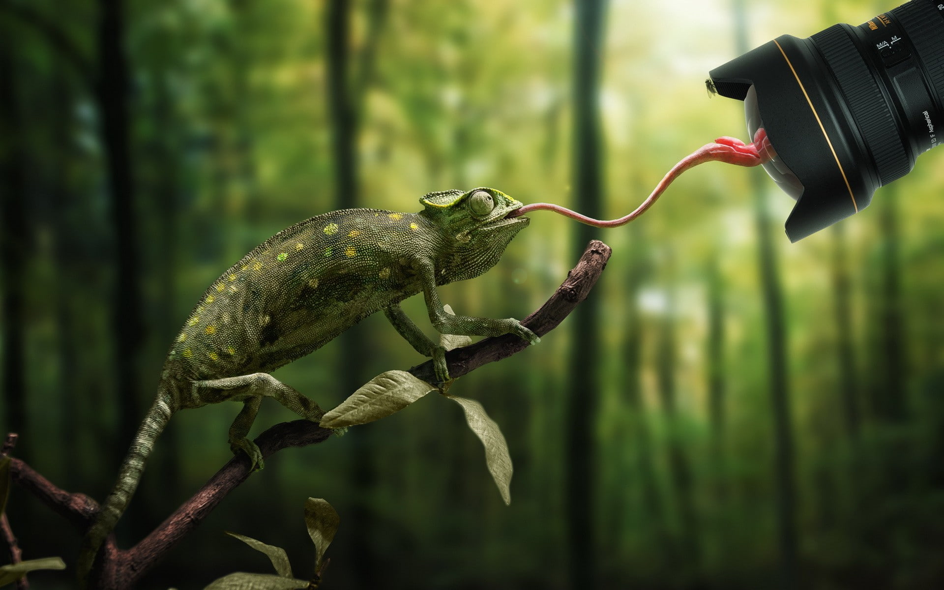 1080P, animals, depth of field, nature, leaves, lens, branch, Nikon, reflection, camera, photo manipulation, trees, humor, chameleons, tongues, forest, HD Wallpaper