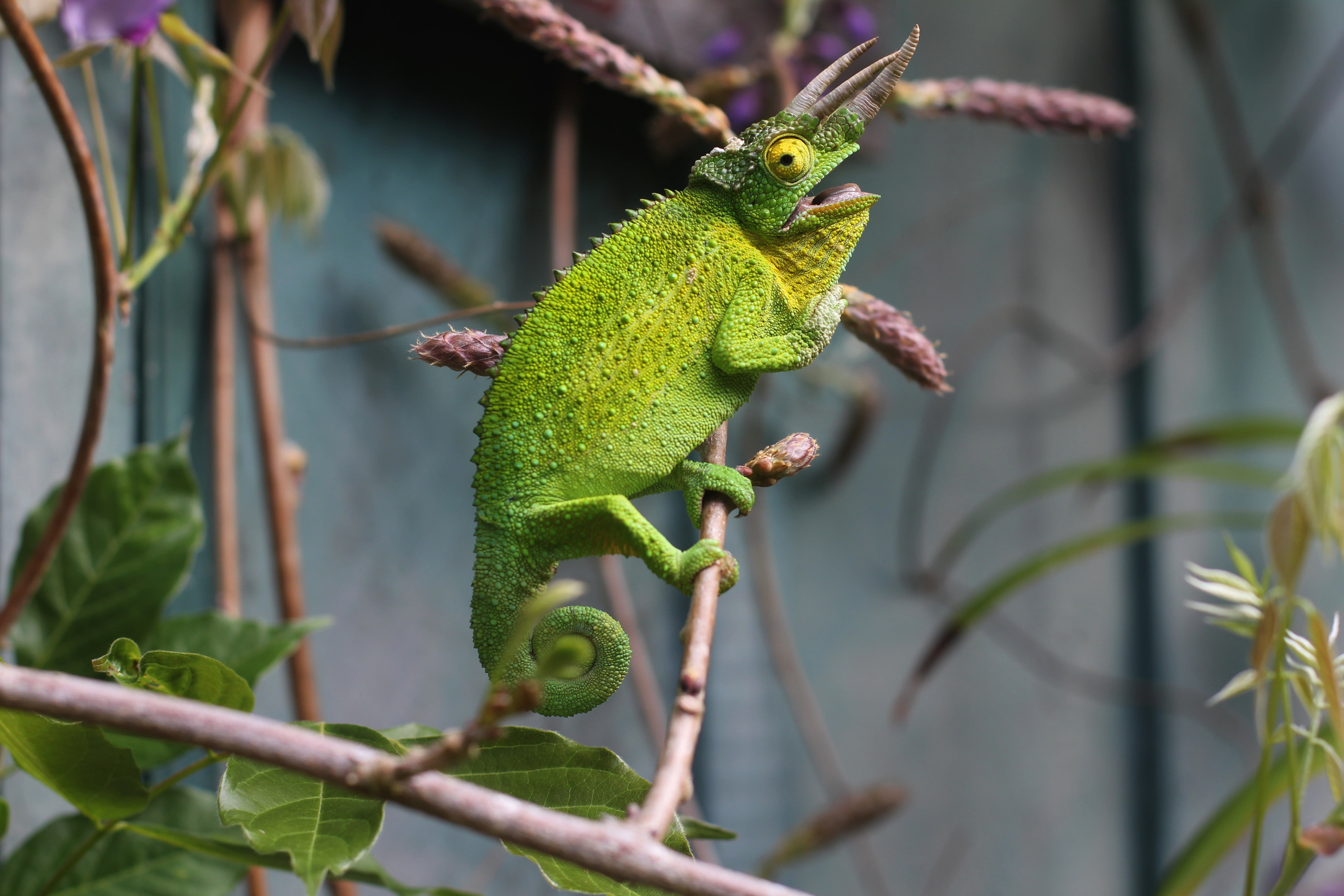 leaf, one Animal, branch, 5K, green, animal, nature, animal wildlife, day, plant part, animals In The Wild, wildlife, vertebrate, no people, focus on foreground, HD Wallpaper