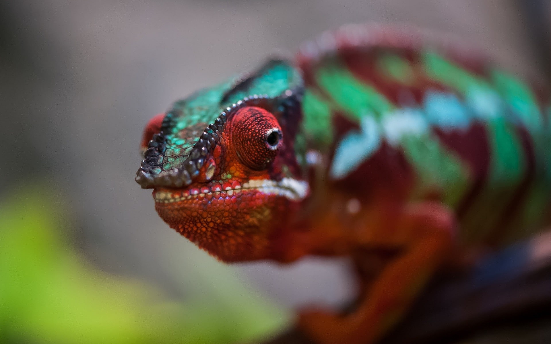 no people, animal, focus on foreground, day, close-up, vertebrate, animals in the wild, selective focus, animals, lizard, chameleon, animal mouth, one animal, HD Wallpaper