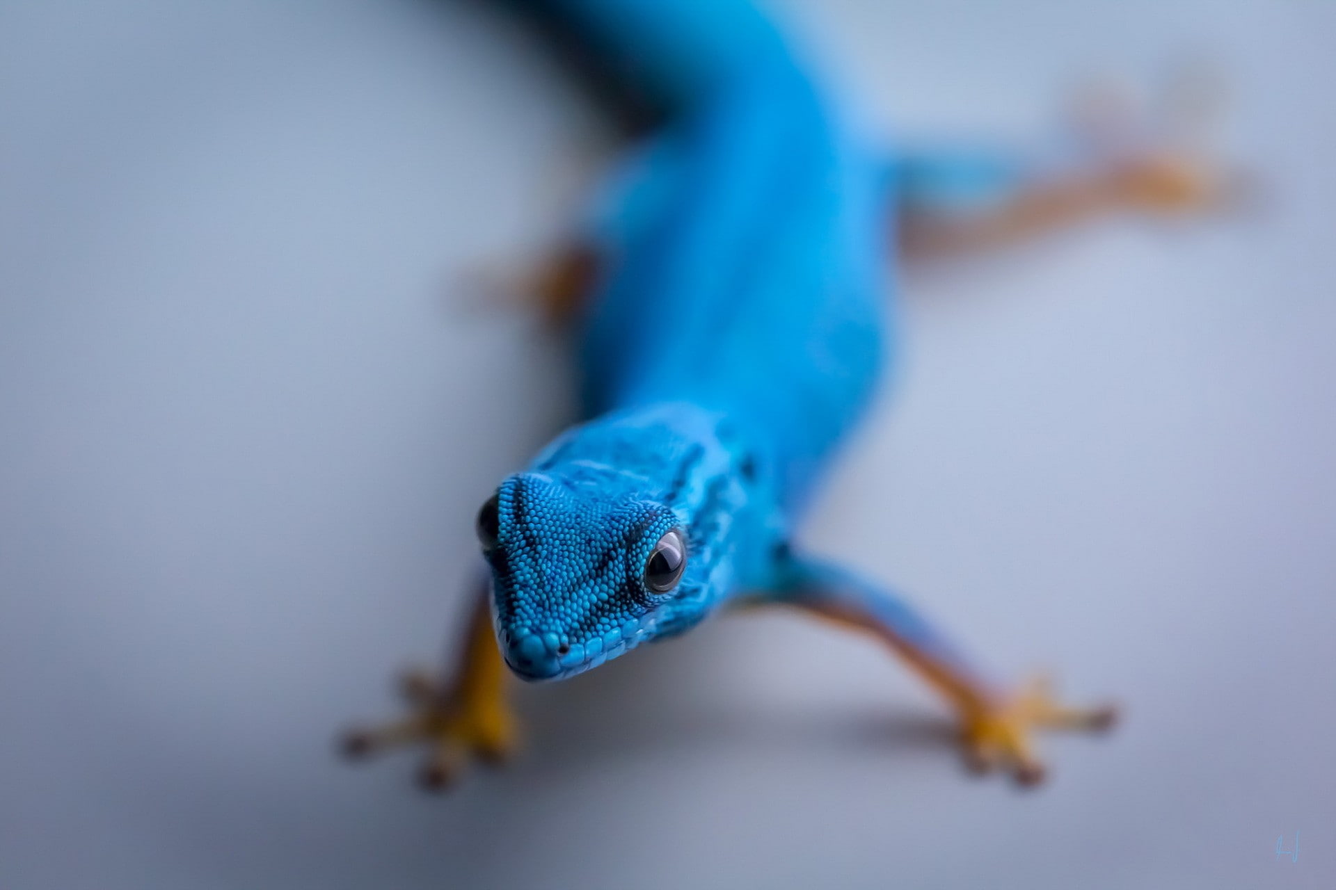 animals, gecko, 1080P, reptiles, HD Wallpaper