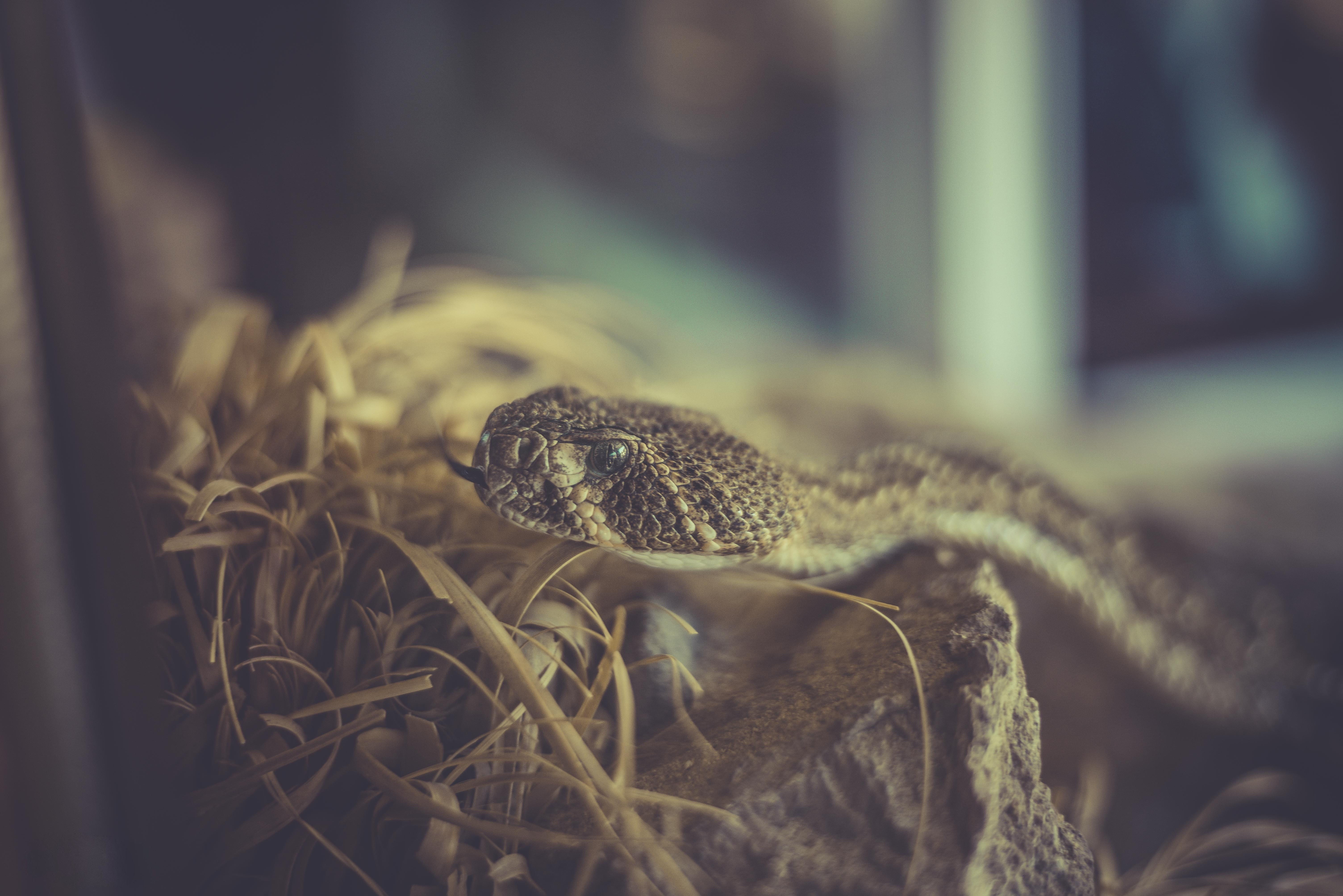 poisonous, animals, reptiles, animal, animal themes, animal wildlife, animal body part, plant, selective focus, vertebrate, lizard, outdoors, camouflage, HD Wallpaper