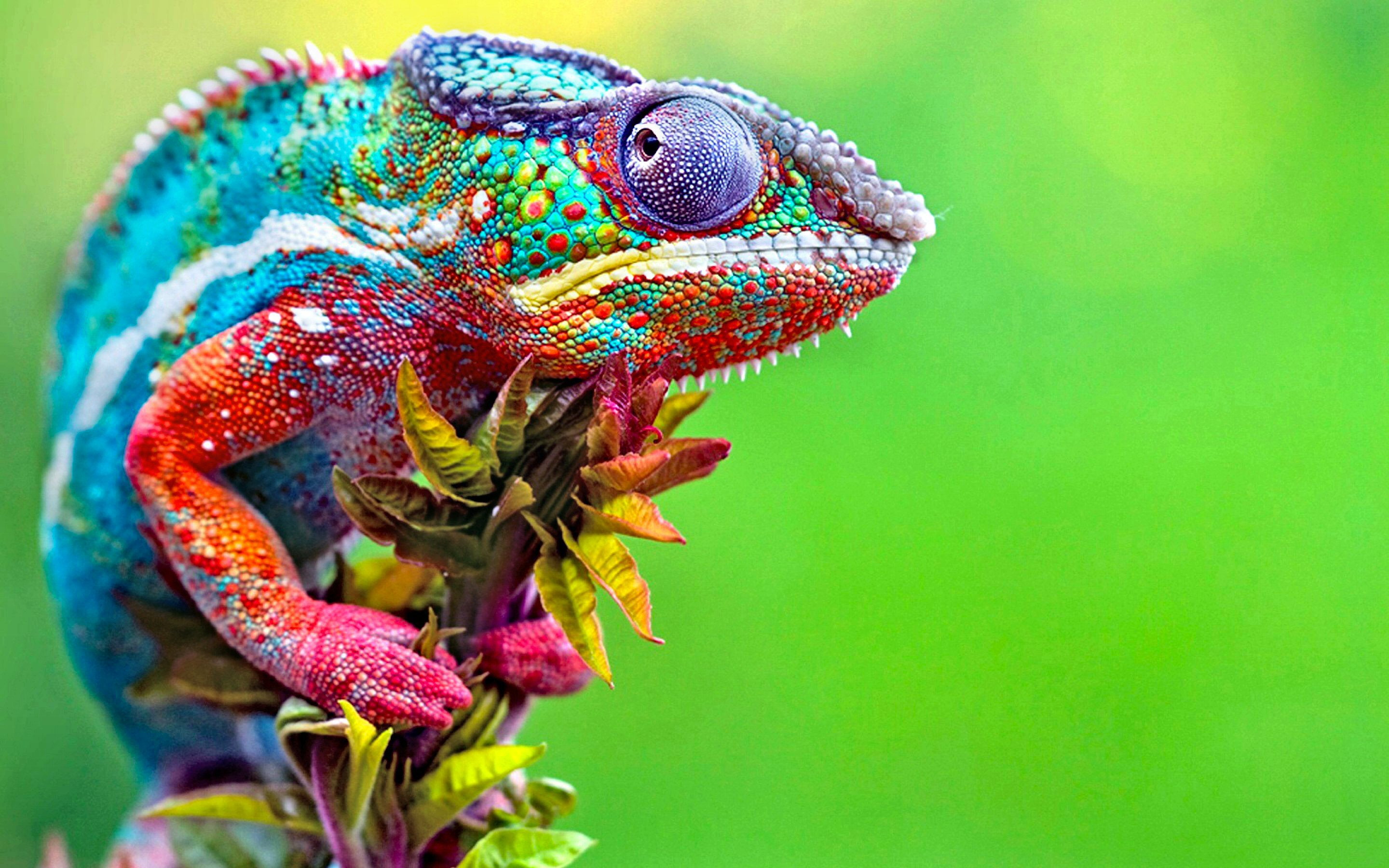 2K, Colorful, Chameleon, Reptiles, Lizard, Animal, Green, HD Wallpaper