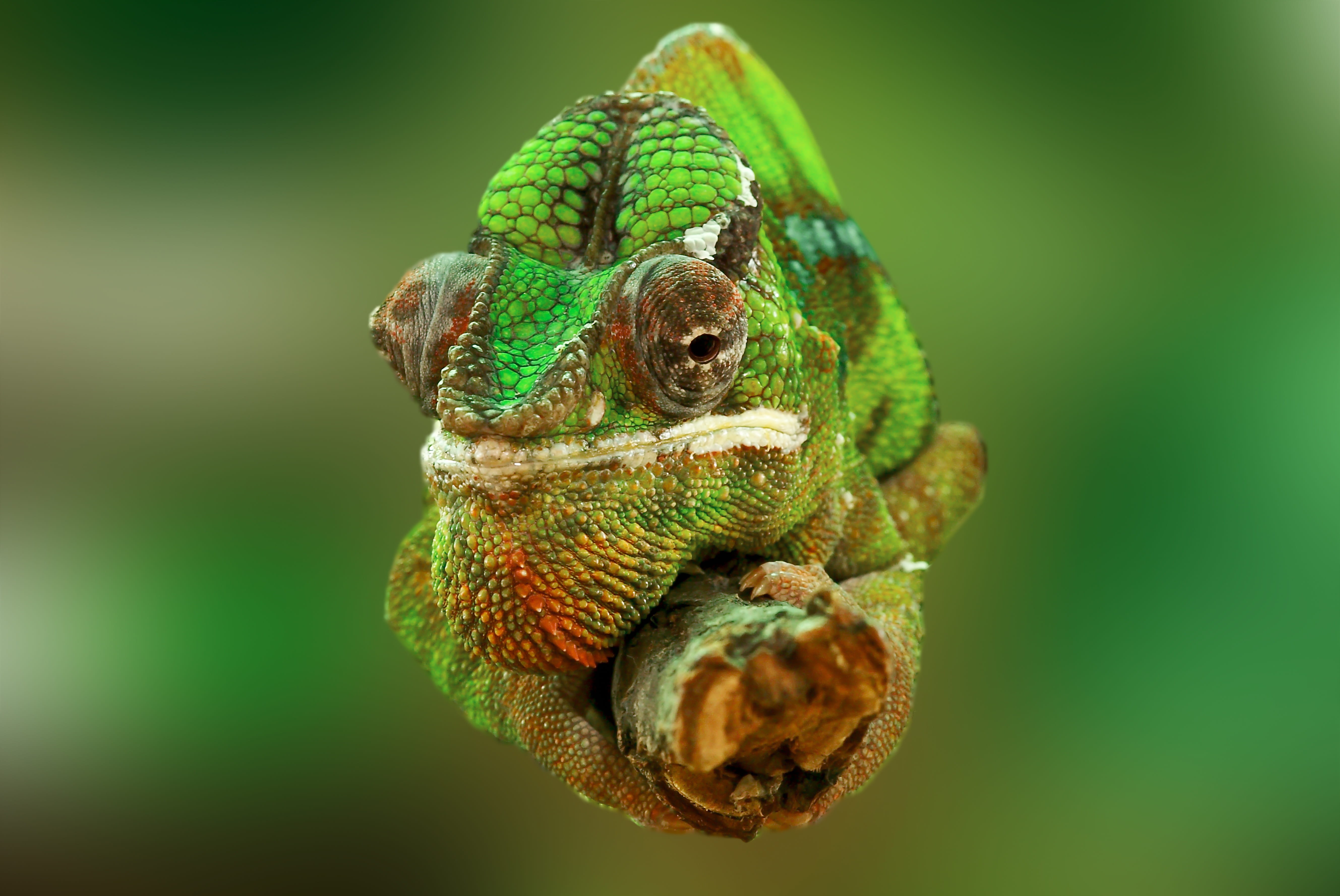 photography, eye, one animal, lizard, chamaeleo chamaeleon, animal themes, vertebrate, outdoors, head, no people, branch, close, selective, colorful, focus, HD Wallpaper