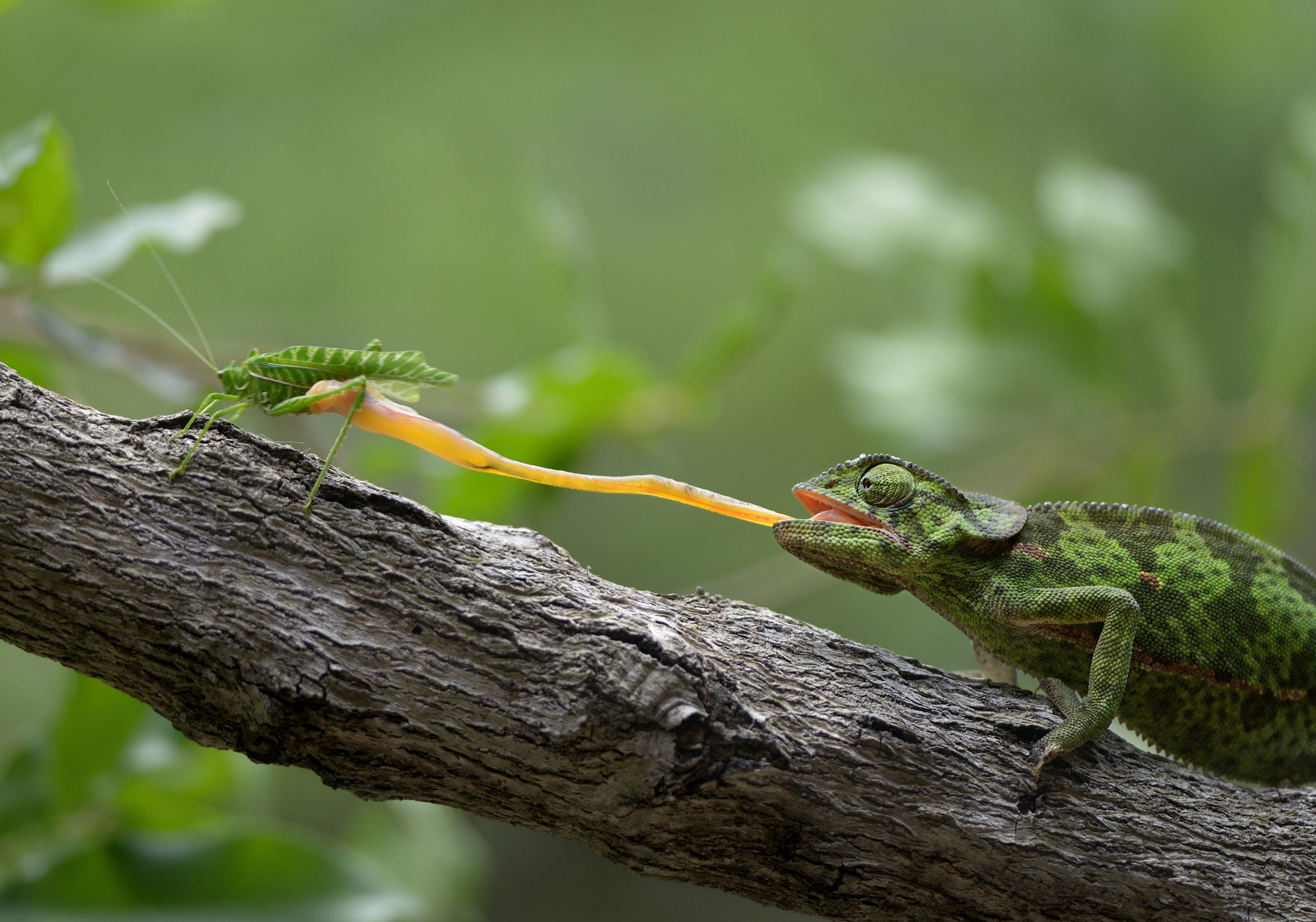 grasshopper, animals, reptiles, branch, 1080P, HD Wallpaper