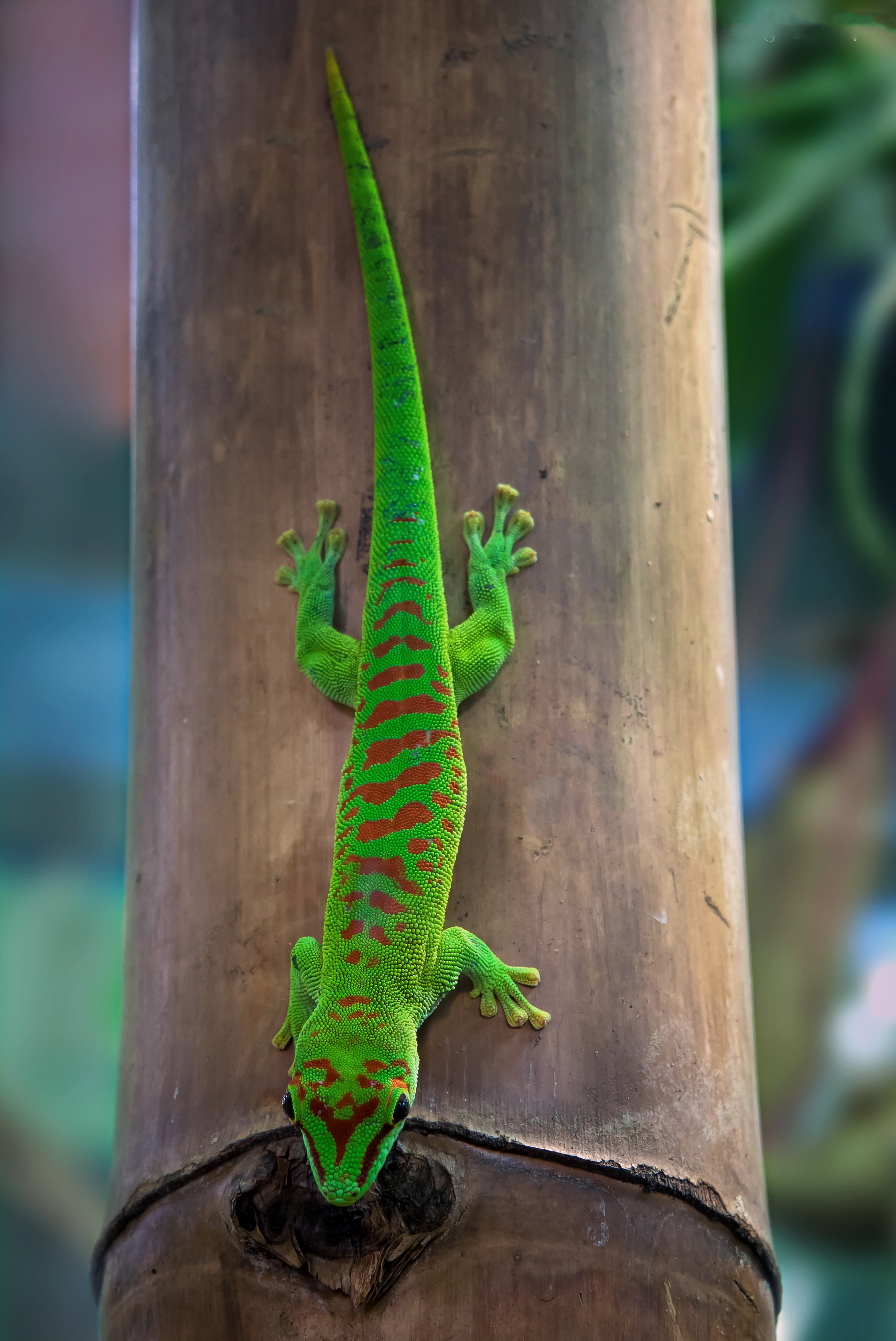 malagasy taggecko, animal wildlife, tree, green, plant, scale, outdoors, snake, color, plant part, insect eater, small, vertebrate, animal, closeup, tropical Climate, Phone HD Wallpaper