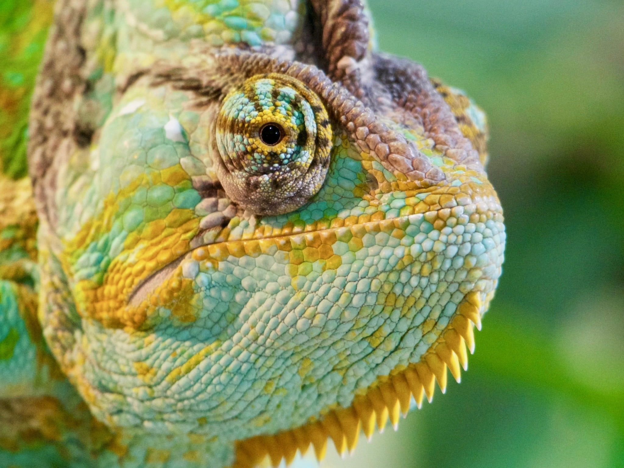 colour, leaf, texture, vivid, day, animal, vertebrate, outdoor, animals in the wild, one animal, eye, outdoors, 1080P, no people, animal themes, reptile, HD Wallpaper