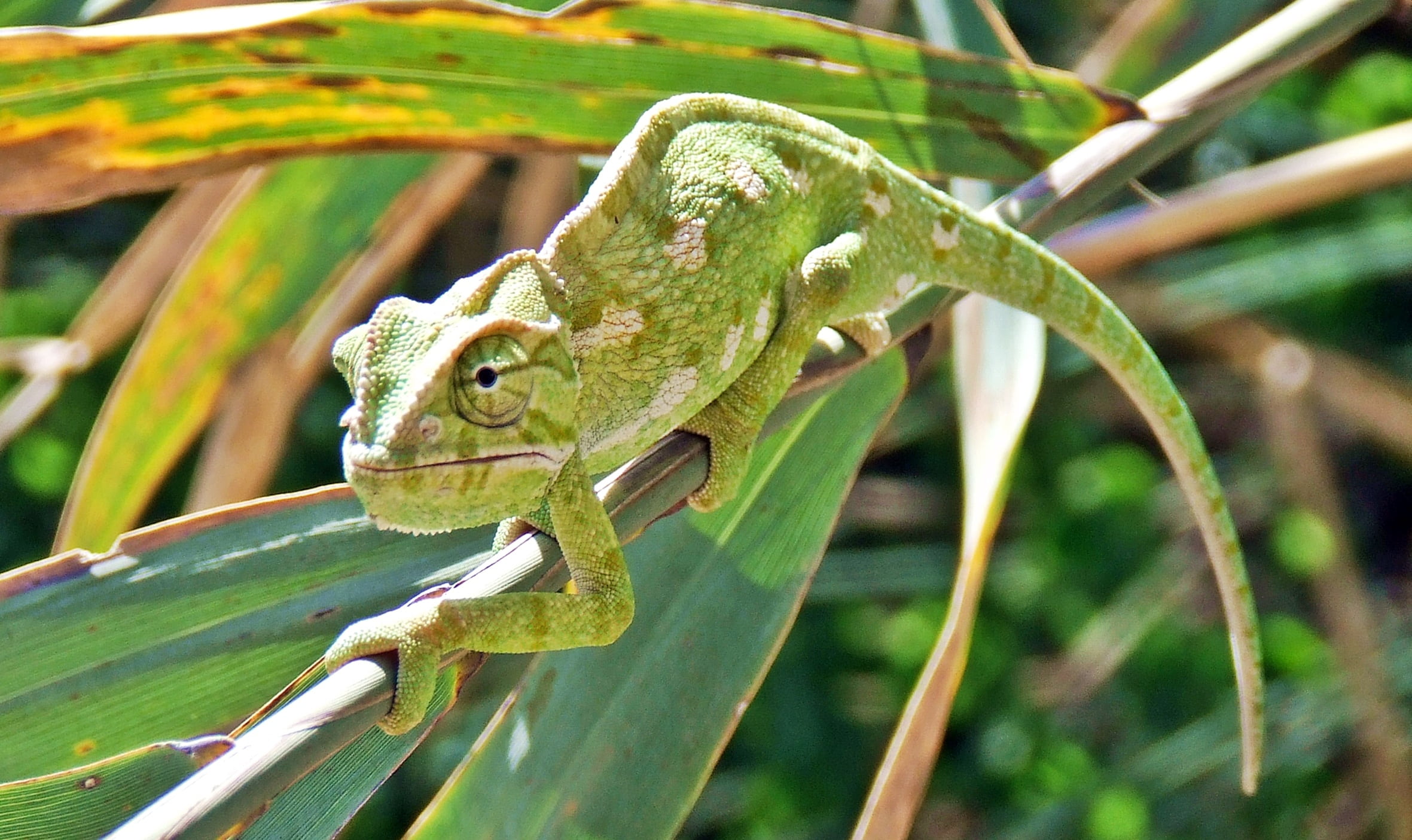 focus on foreground, carnivorous, green, outdoors, no people, slow, chameleon, animal themes, lizard, reptile, mediterranean, environment, animal wildlife, HD Wallpaper