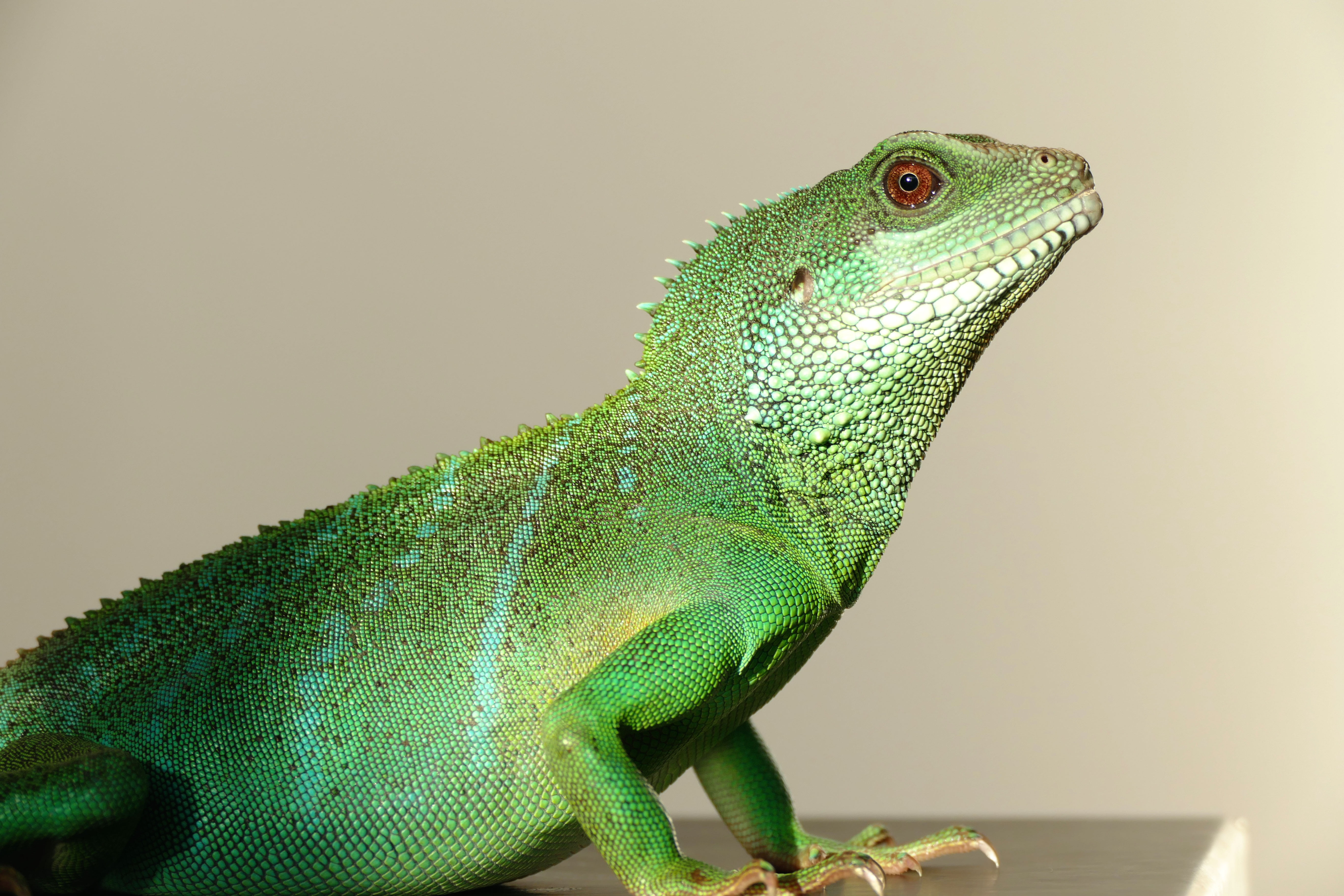 looking, asian, colorful, animal head, physignathus, profile view, color, skin, east, single, head, thai, one animal, 5K, portrait, day, close-up, scale, HD Wallpaper