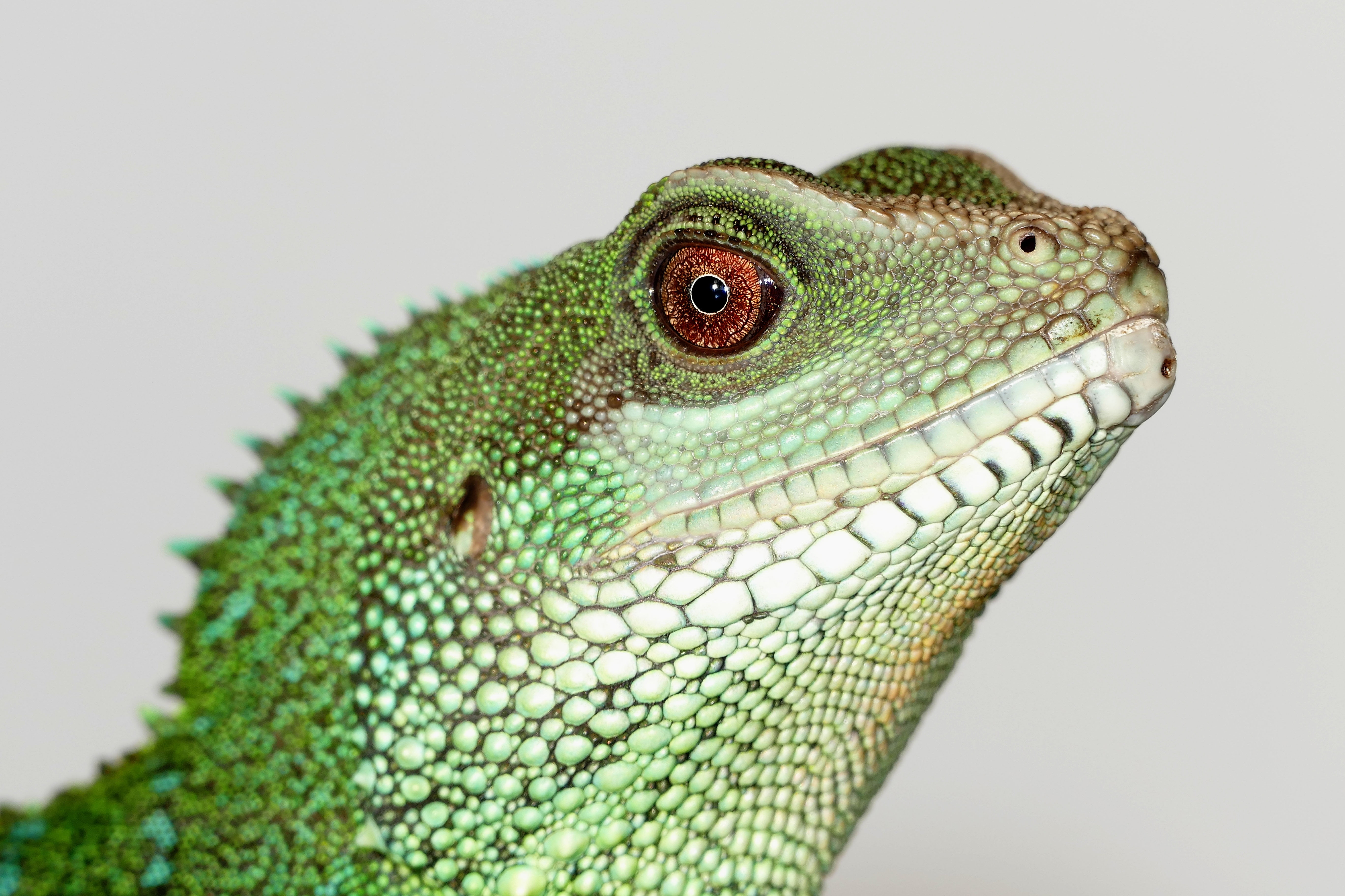 studio shot, asian, water, animal eye, animal body part, exotic, chinese water dragon, colorful, china, reptile, chinese, dinosaur, one animal, nature, HD Wallpaper