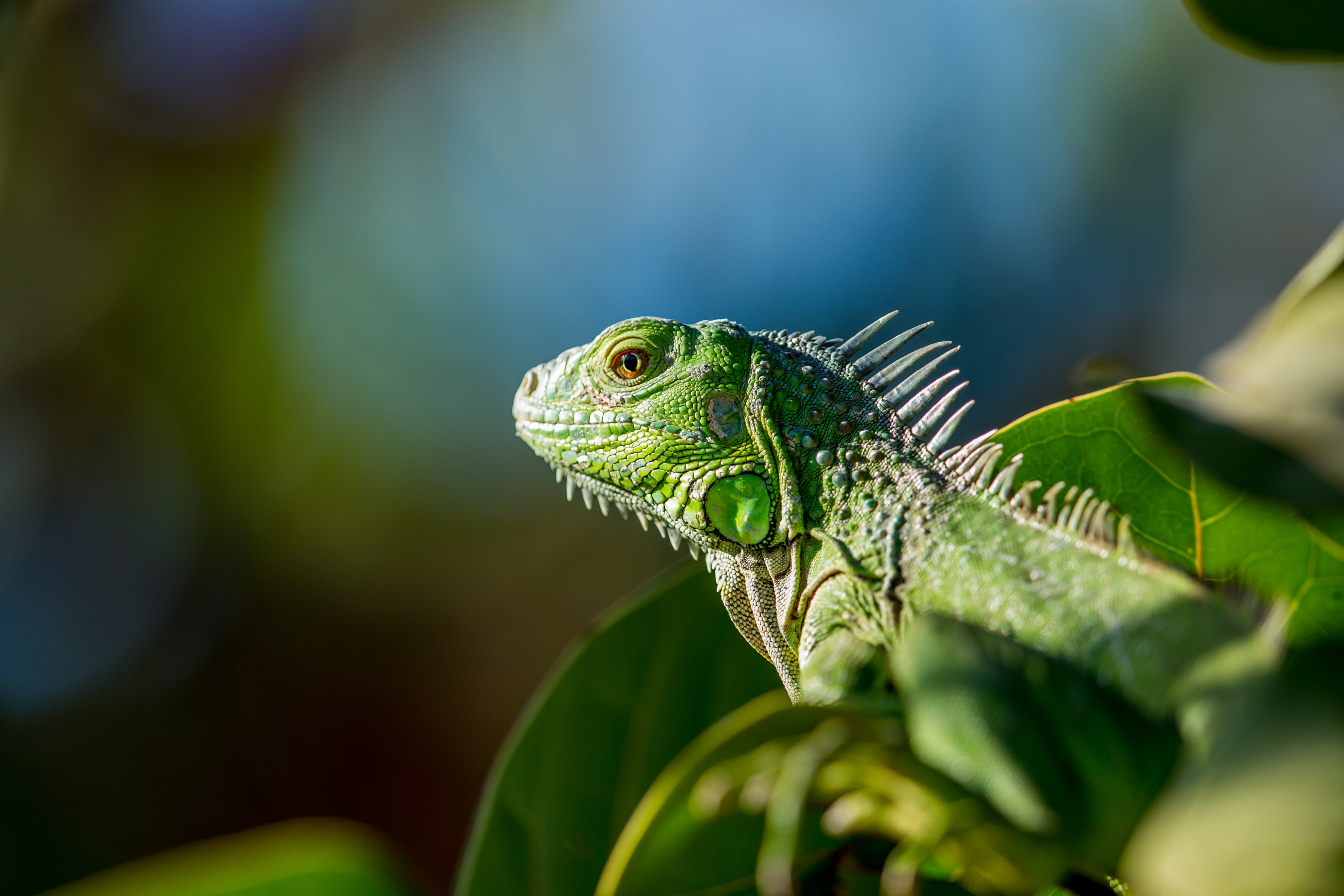 outdoors, zoo, reptile, tropical, skin, creature, animal, no people, 4K, looking, selective focus, one animal, green color, head, green, bearded, macro, HD Wallpaper