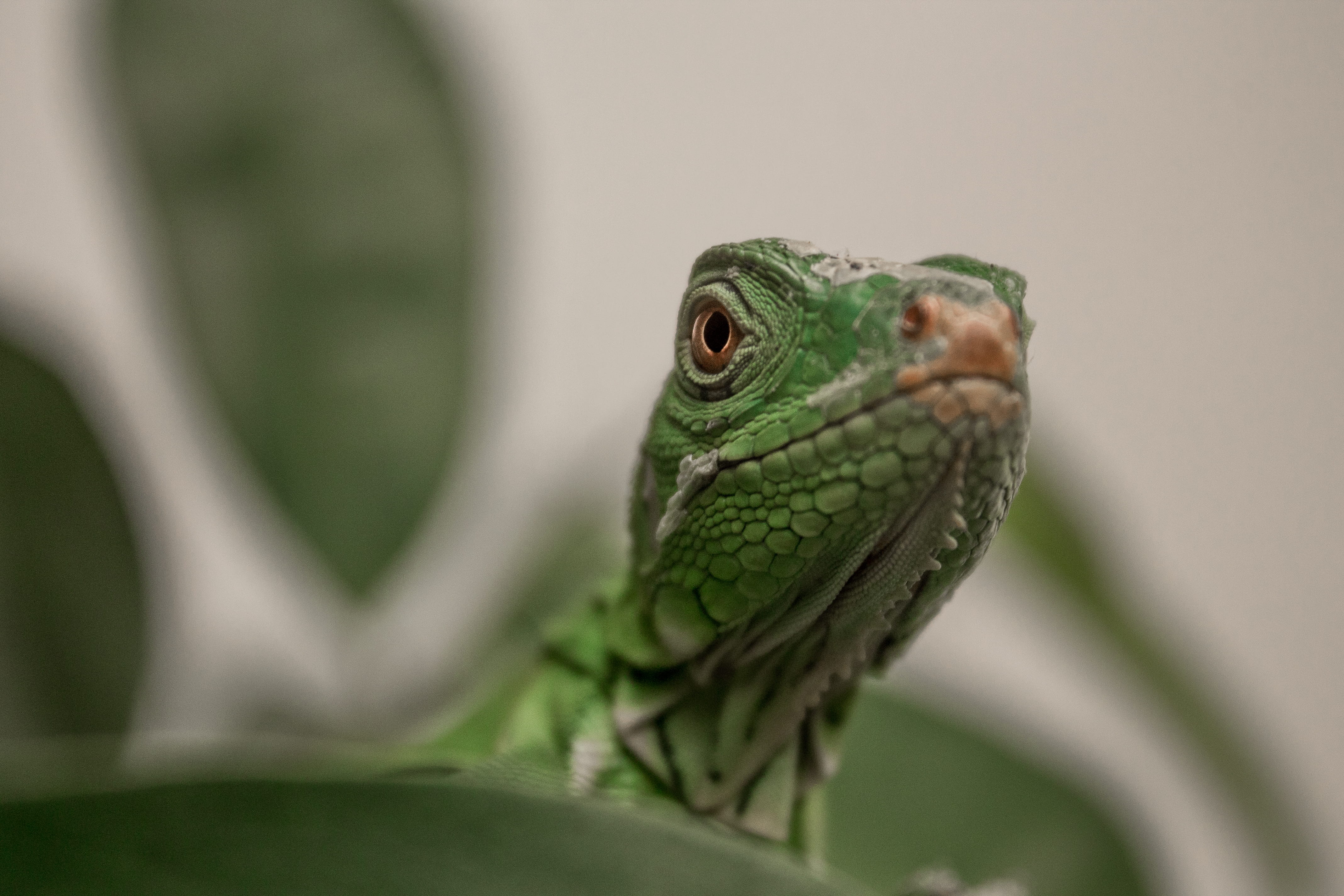 camouflage, tropical, iguana, close-up, poisonous, vertebrate, one animal, animal wildlife, selective focus, rainforest, chameleon, no people, lizard, gecko, HD Wallpaper