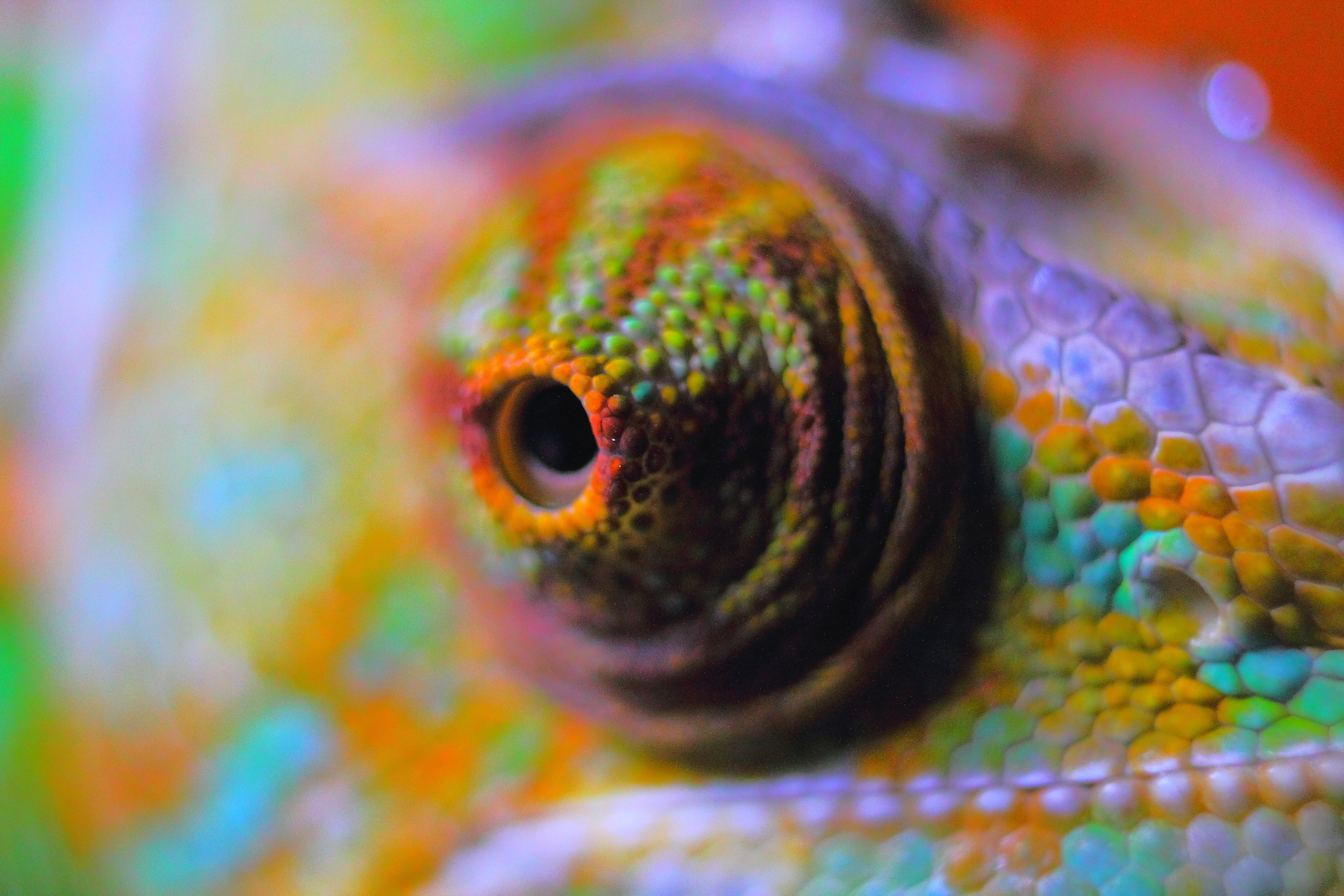 reptile, color, one animal, nature, 4K, animal, animal scale, animal eye, animals in the wild, close-up, vertebrate, macro, terrarium animals, multi Colored, HD Wallpaper