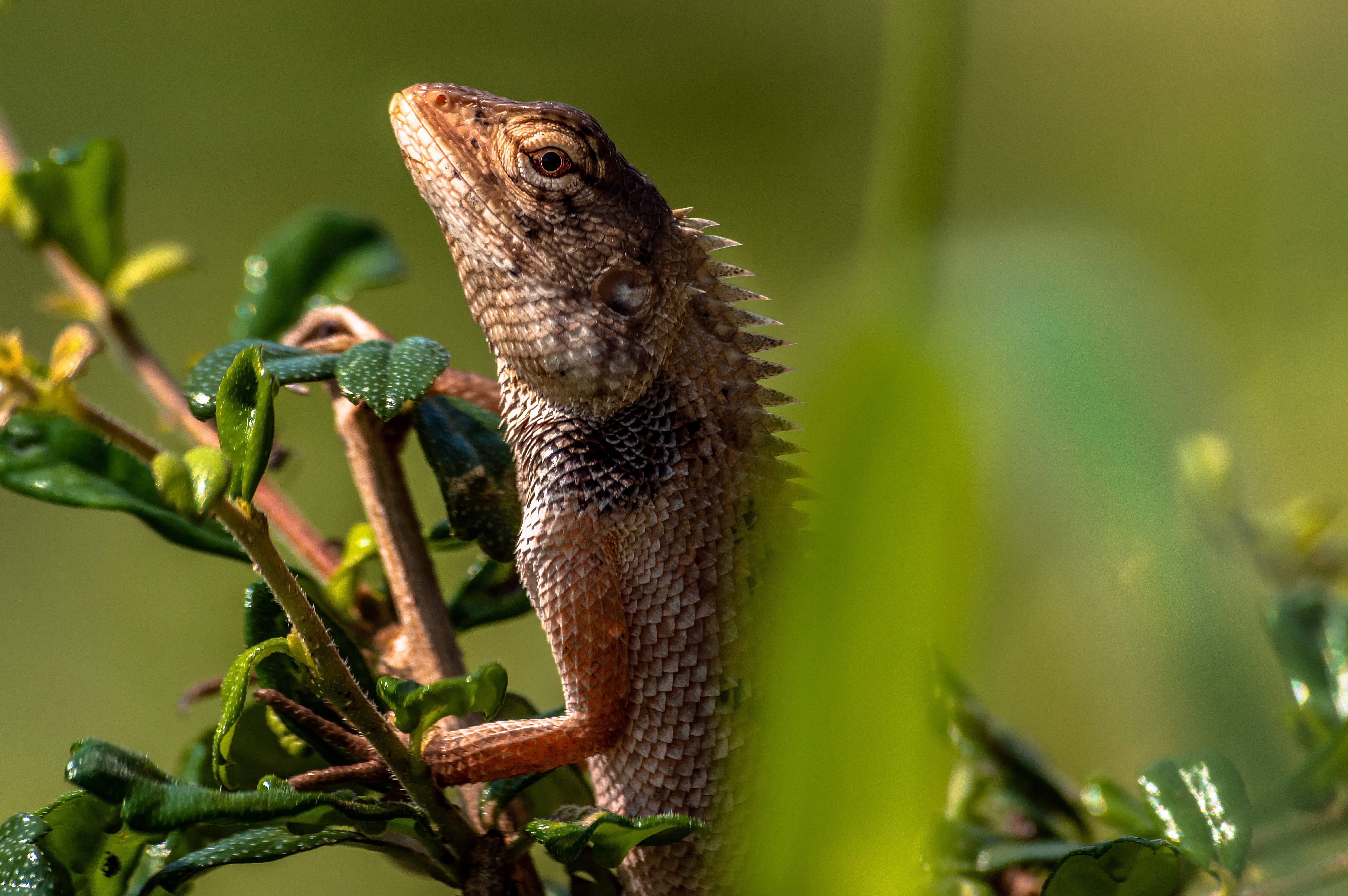 wild, animals in the wild, wildlife, animal themes, vertebrate, eye, focus on foreground, no people, exot, green color, outdoors, animal wildlife, animal, HD Wallpaper