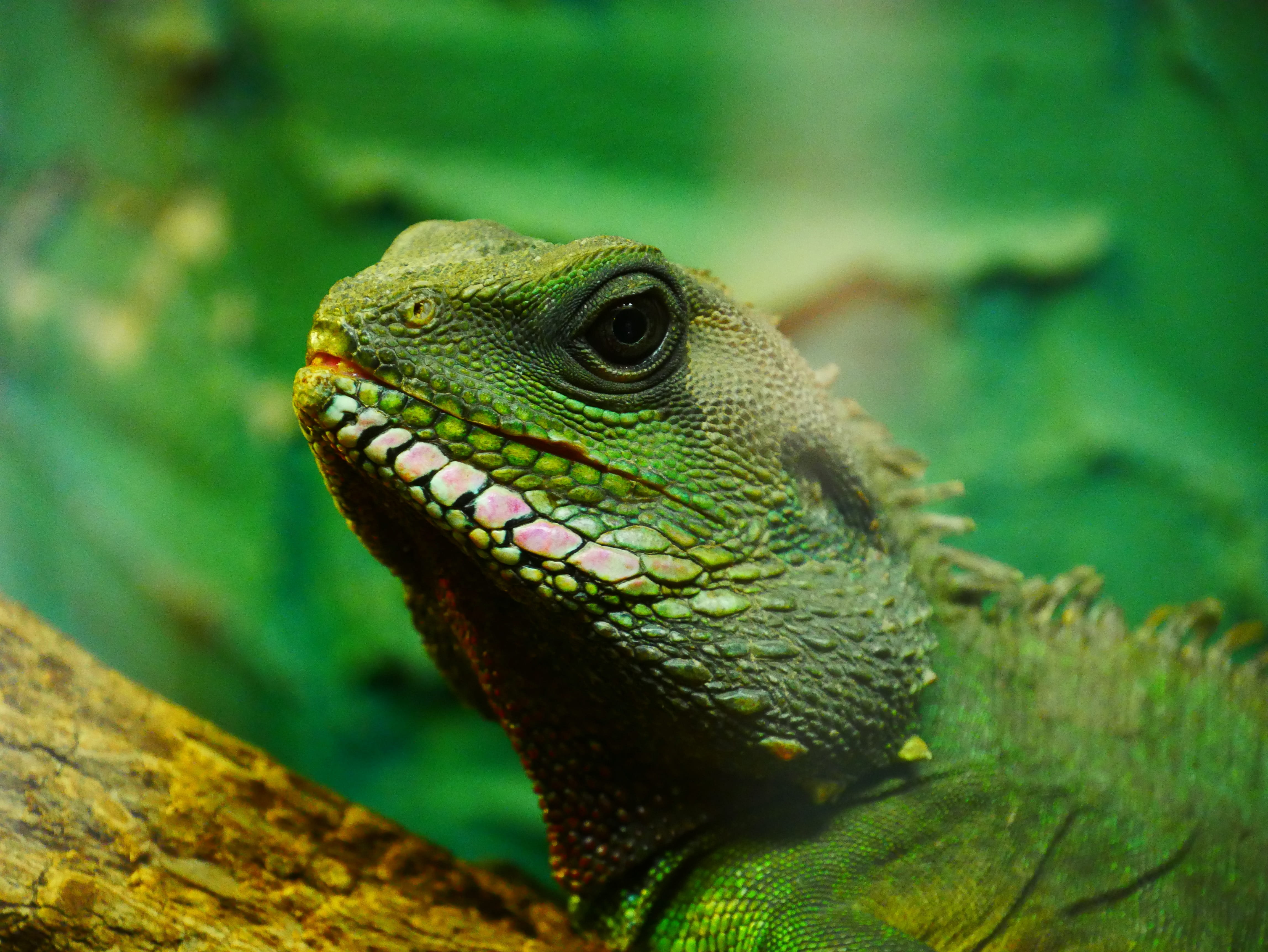 reptiles, eye, focus on foreground, animal scale, green, looking away, selective focus, green Color, head, iguana, animal body part, reptile, 4K, animal head, HD Wallpaper