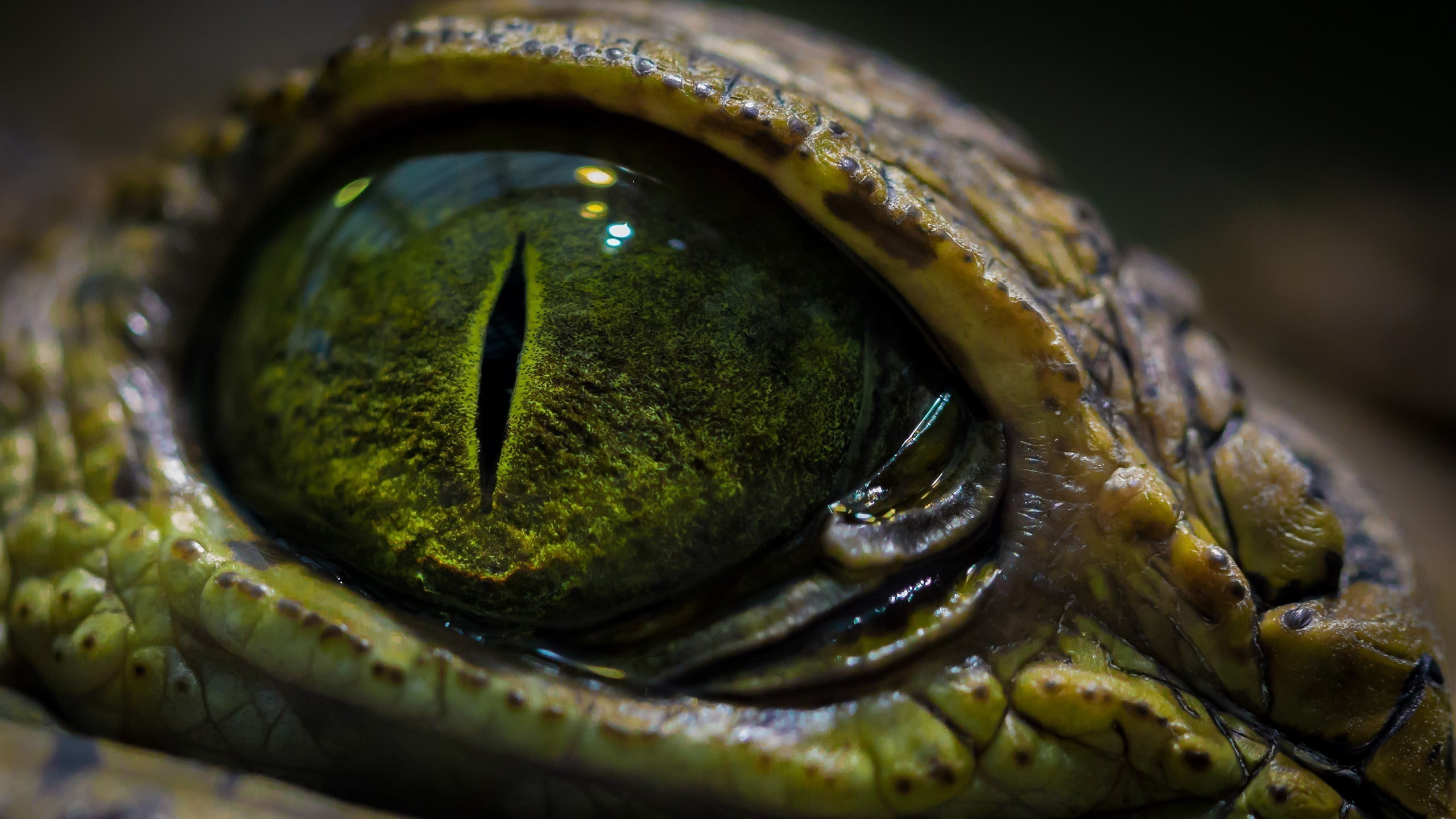 animals, macro, reptiles, 2K, eyes, HD Wallpaper