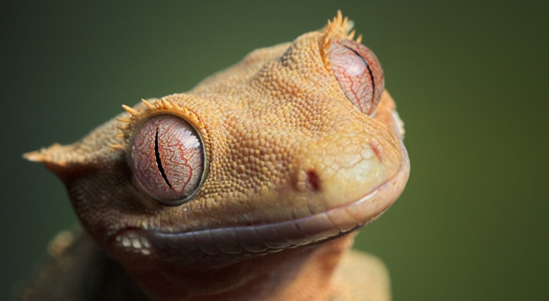 animal body part, vertebrate, close-up, studio shot, Reptiles and Frogs, profile view, animals in the wild, 1080P, Animals, animal head, animal mouth, HD Wallpaper
