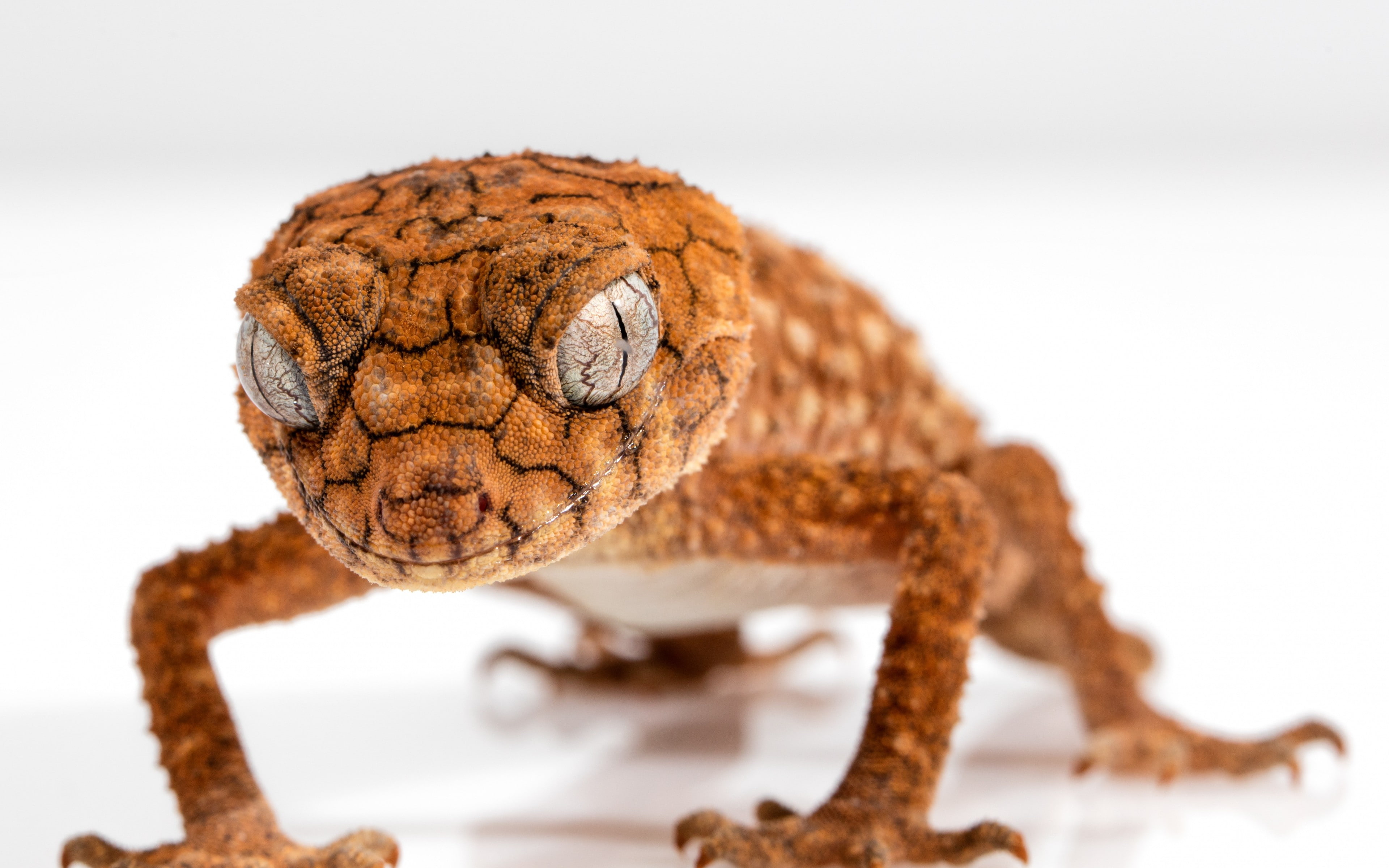 close-up, animal body part, brown, indoors, closeup, depth of field, animals in the wild, white background, macro, no people, young animal, focus on foreground, HD Wallpaper
