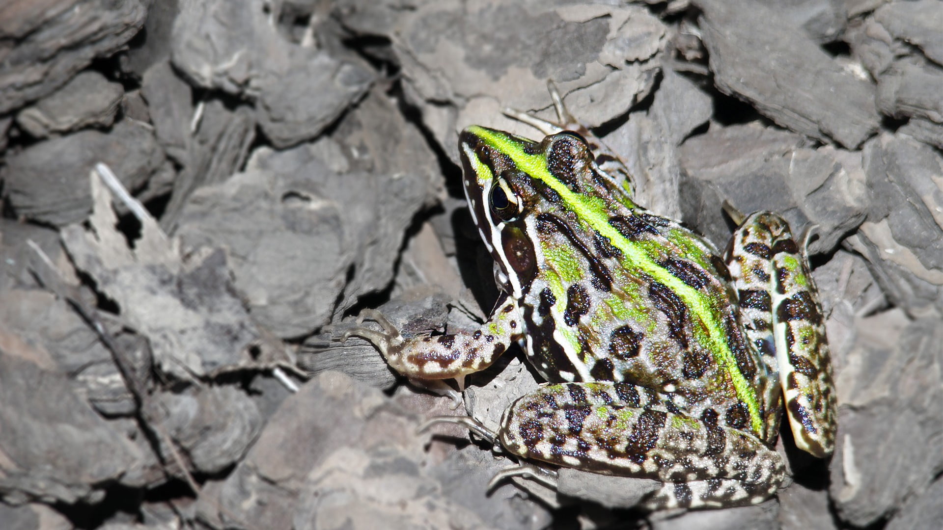 frog, animal, one animal, sunlight, reptile, invertebrate, green, amphibian, solid, high angle view, 1080P, photography, insect, close-up, fish, animal themes, HD Wallpaper