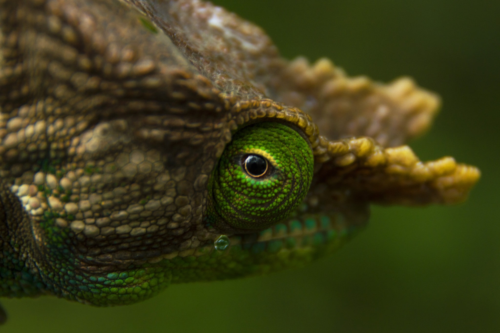 day, animal themes, animal body part, 1080P, eye, nature, no people, horns, animal, animal wildlife, reptile, green, animal eye, body part, animals in the wild, HD Wallpaper