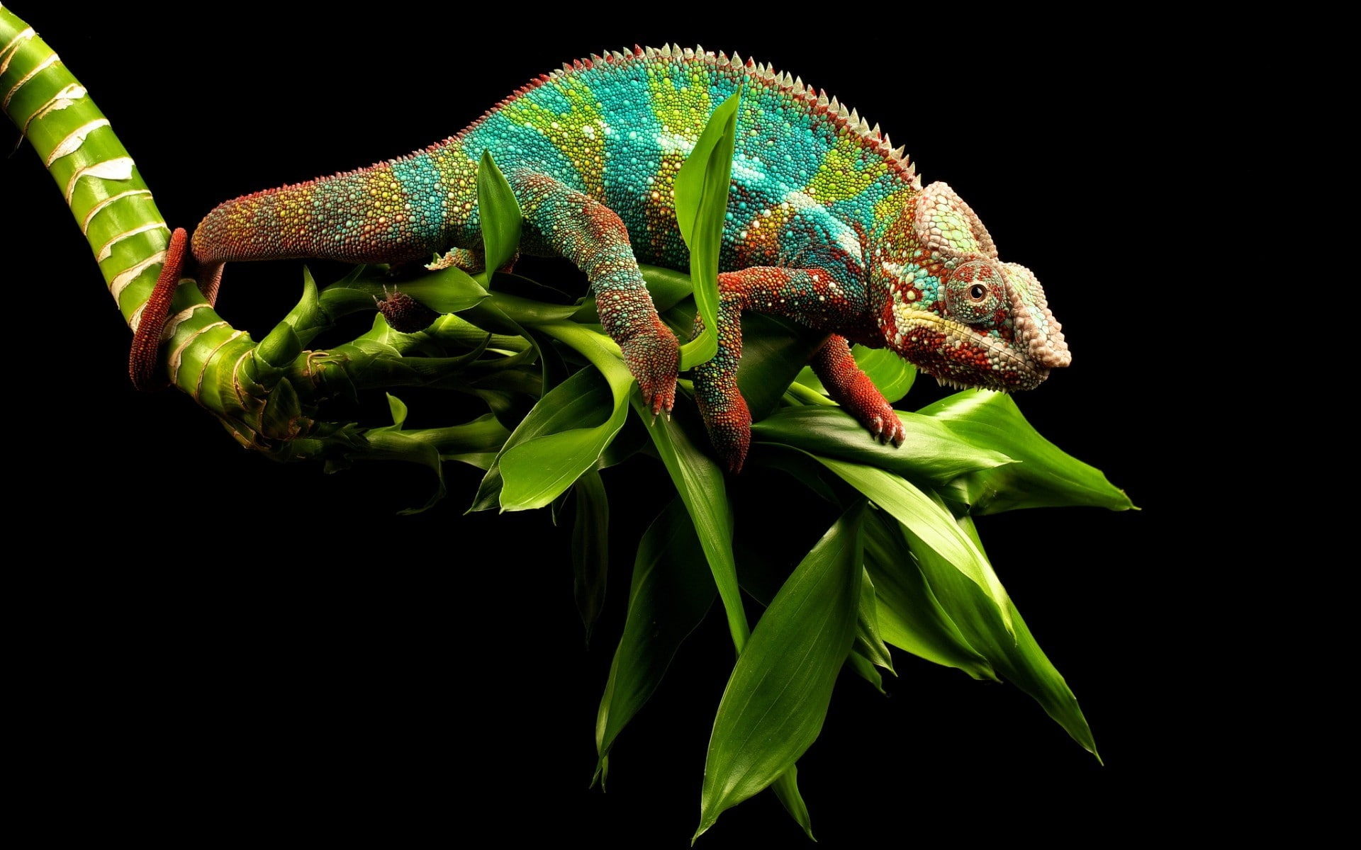 young, 1080P, chameleon, HD Wallpaper