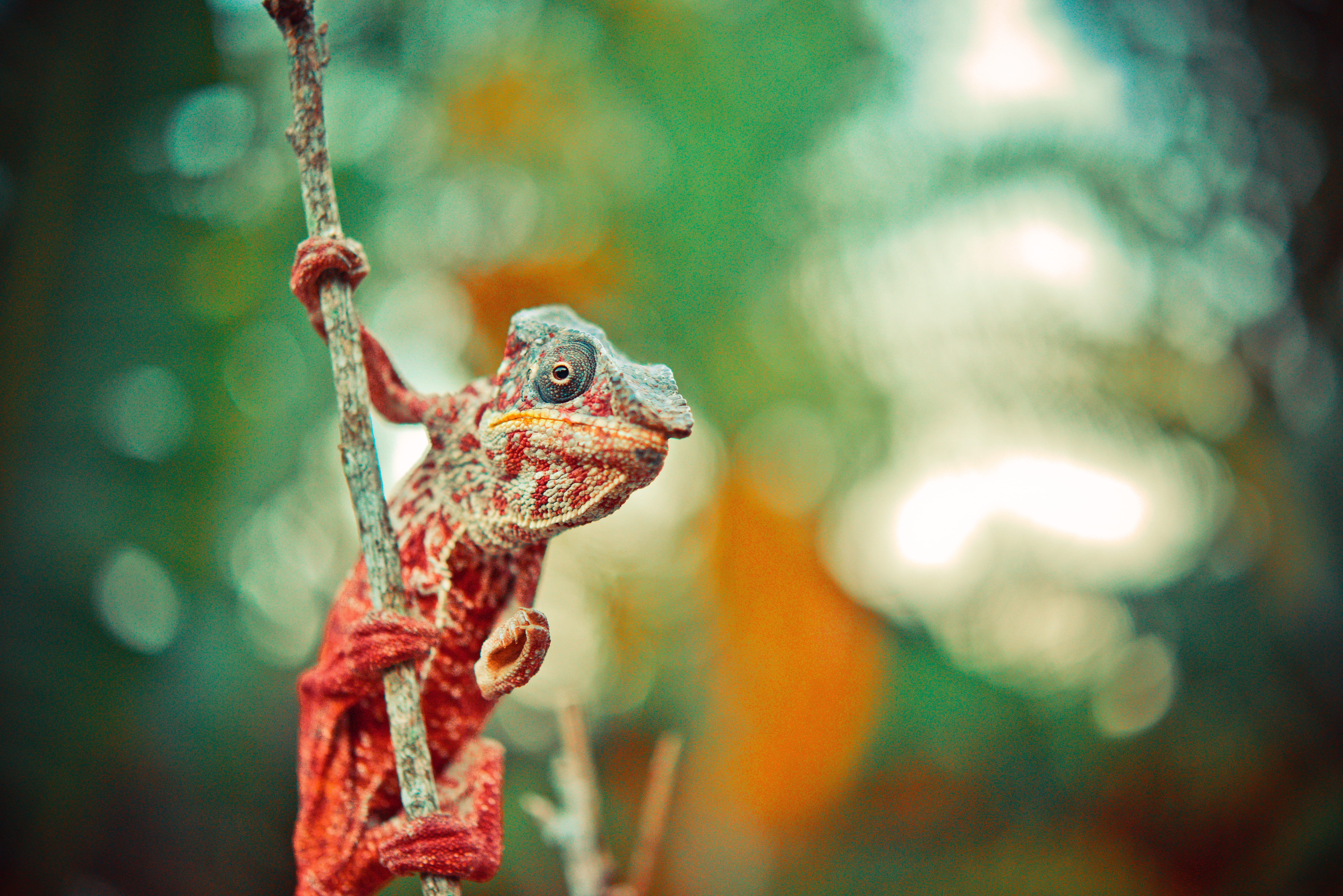colors, animal, reptile, vertebrate, colorful, blurred background, animal body part, lizard, no people, stem, animal head, animals in the wild, wildlife, HD Wallpaper
