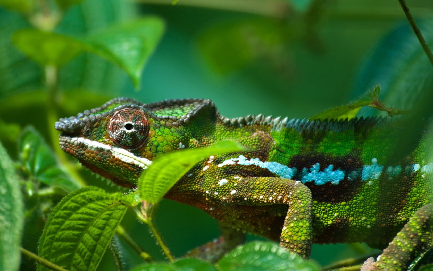 one Animal, green, bright, leaf, plant part, color, nature, animal head, animal scale, vertebrate, animals In The Wild, plant, animal, no People, animals And Pets, HD Wallpaper