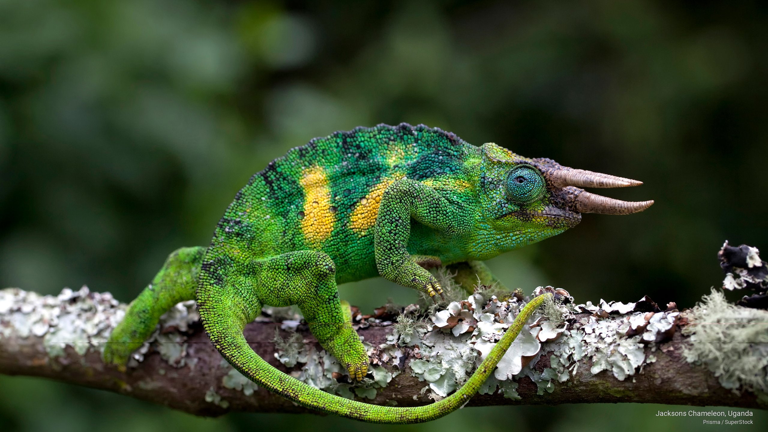 uganda, 2K, Animals, chameleon, jacksons, HD Wallpaper