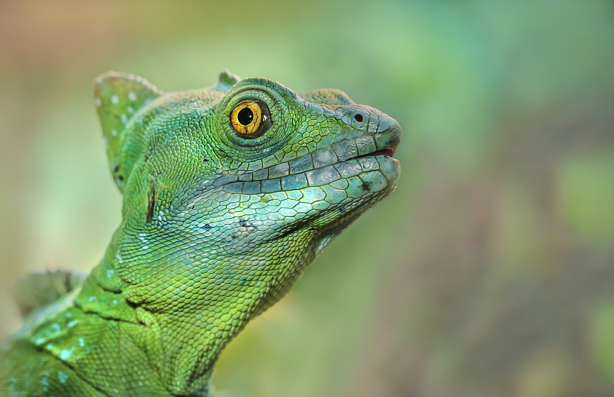 Detlef Knapp, 1080P, closeup, chameleons, animals, depth of field, HD Wallpaper