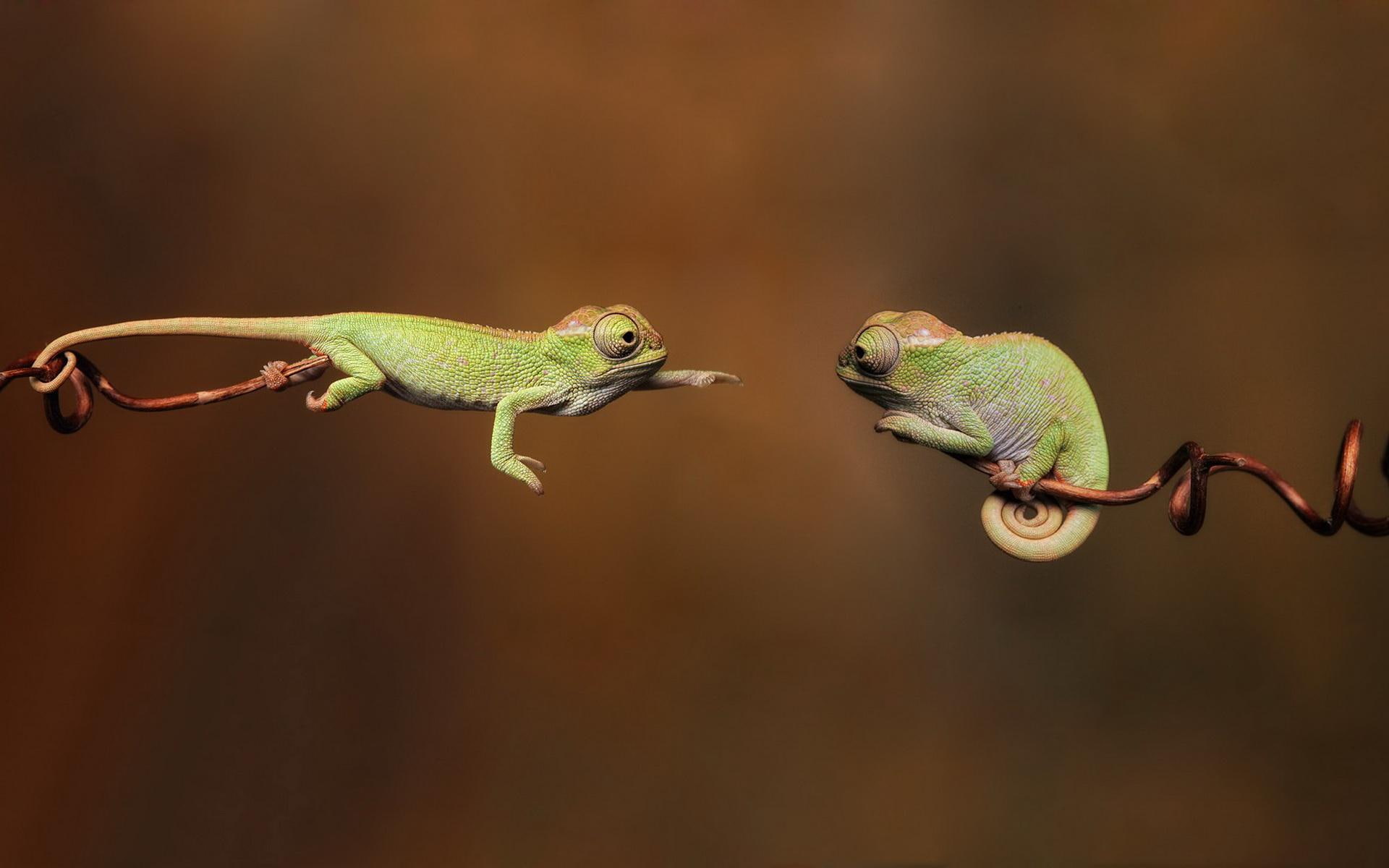 cant, reach, 1080P, chameleons, funny, HD Wallpaper
